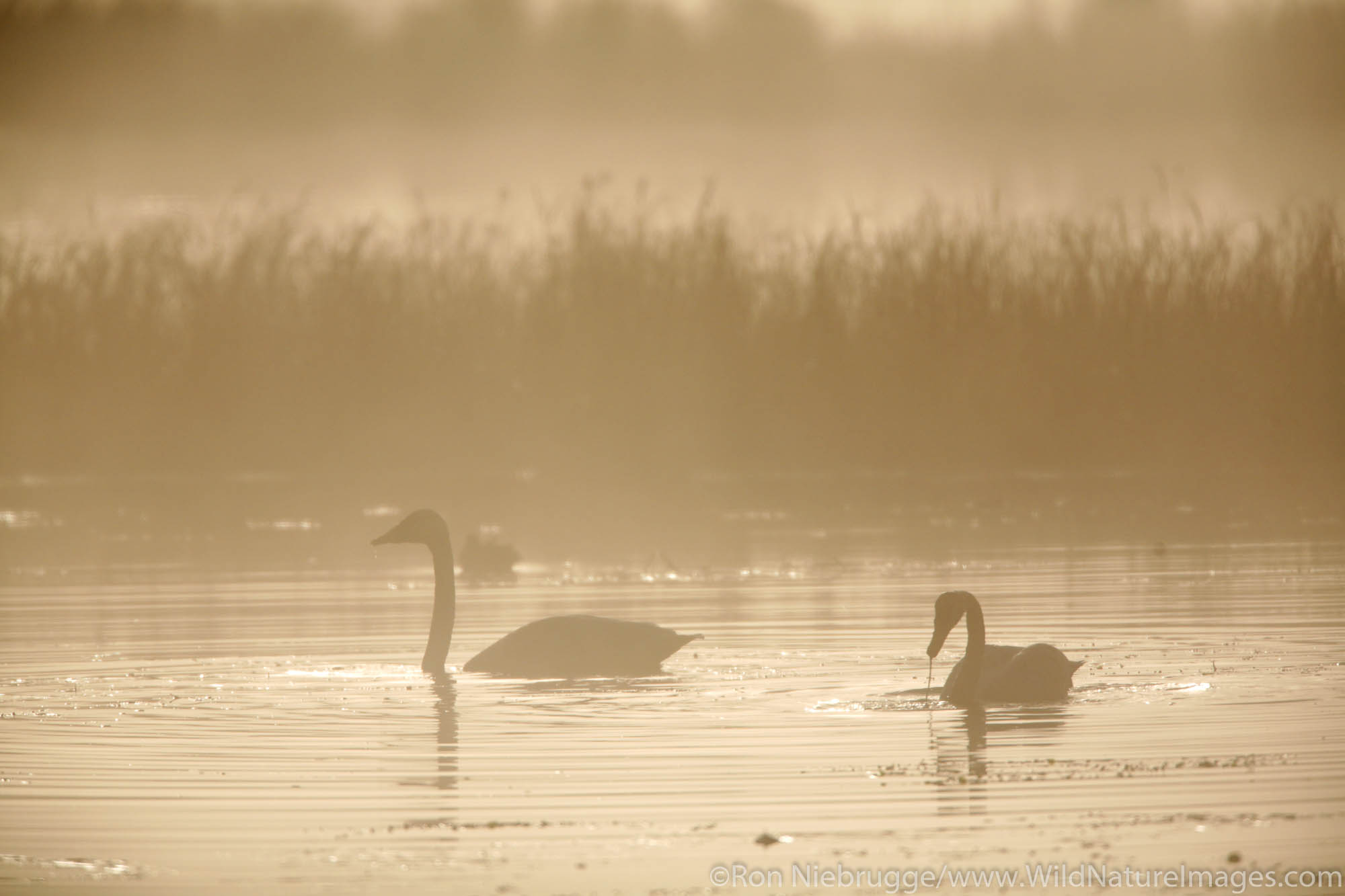 Fall Migration of Trumpeter Swans, Tern Lake, Kenai Peninsula, Alaska.