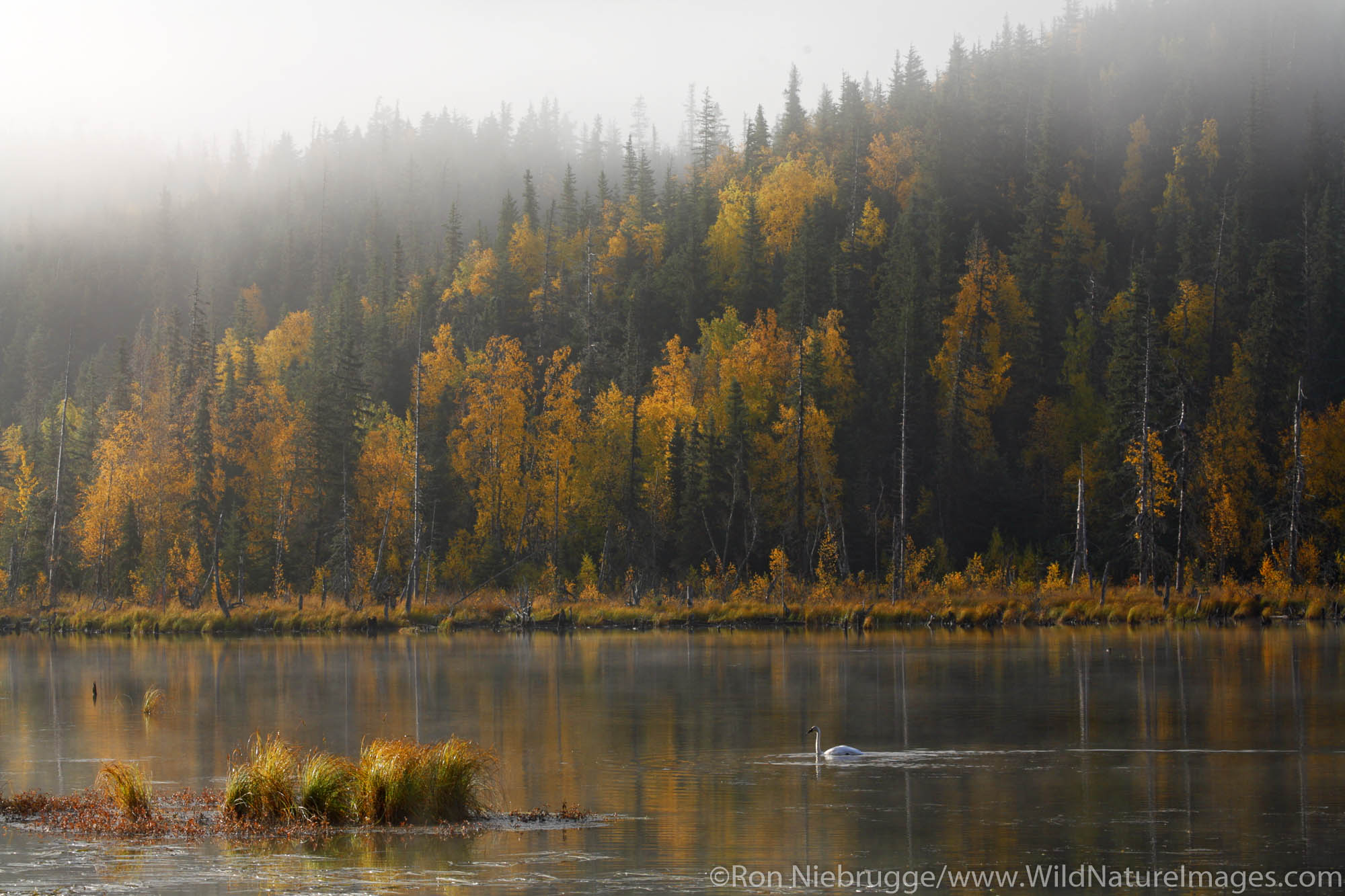 Fall Migration of Trumpeter Swans, Tern Lake, Kenai Peninsula, Alaska.