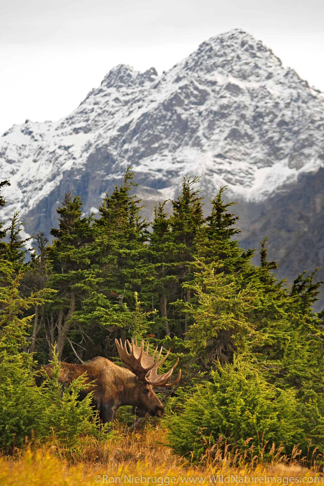 Bull Moose during Fall rut Chugach Mountains Chugach State Park Anchorage Alaska.