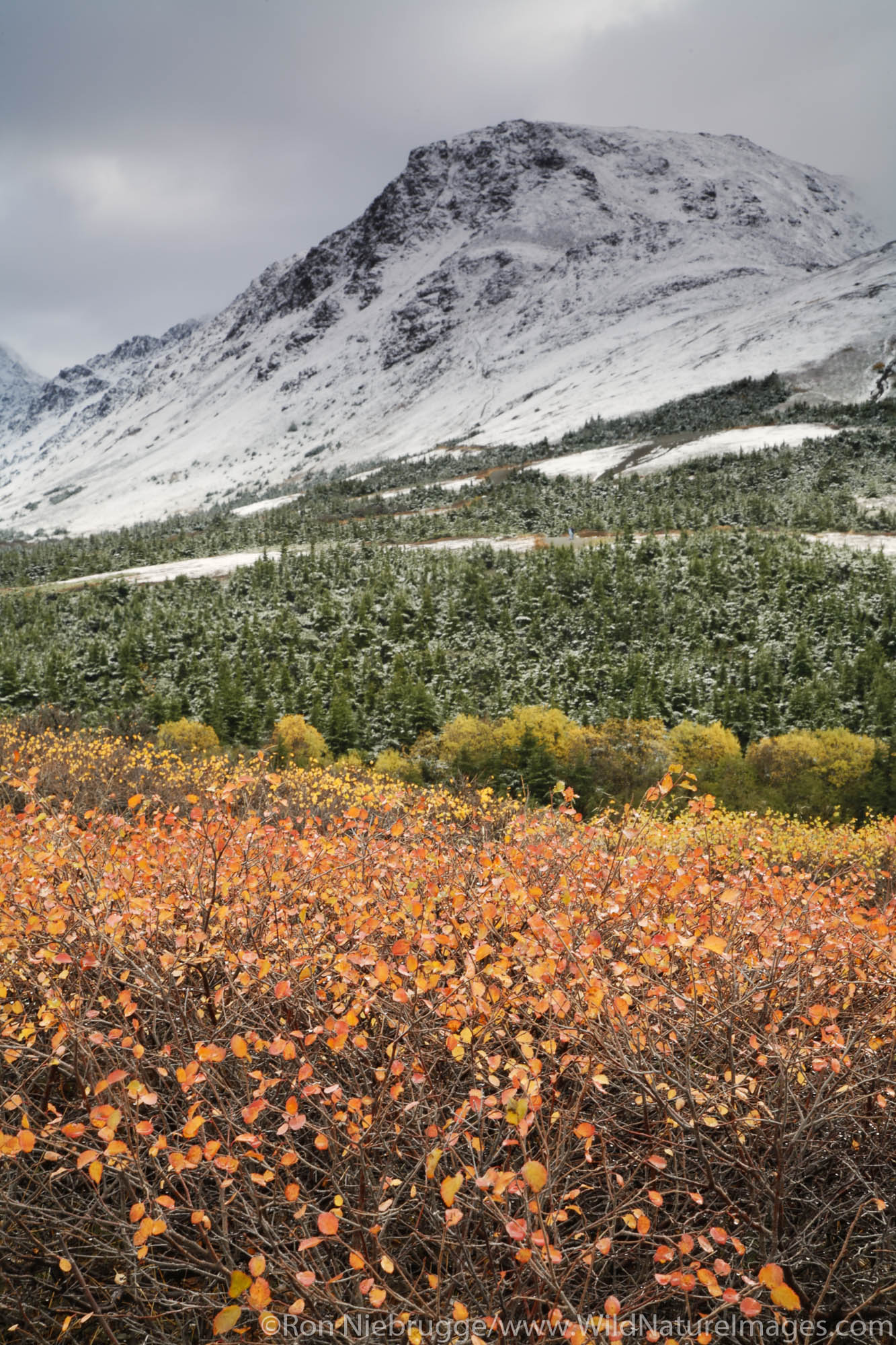 Autumn in Chugach State Park Chugach Mountains Anchorage Alaska.