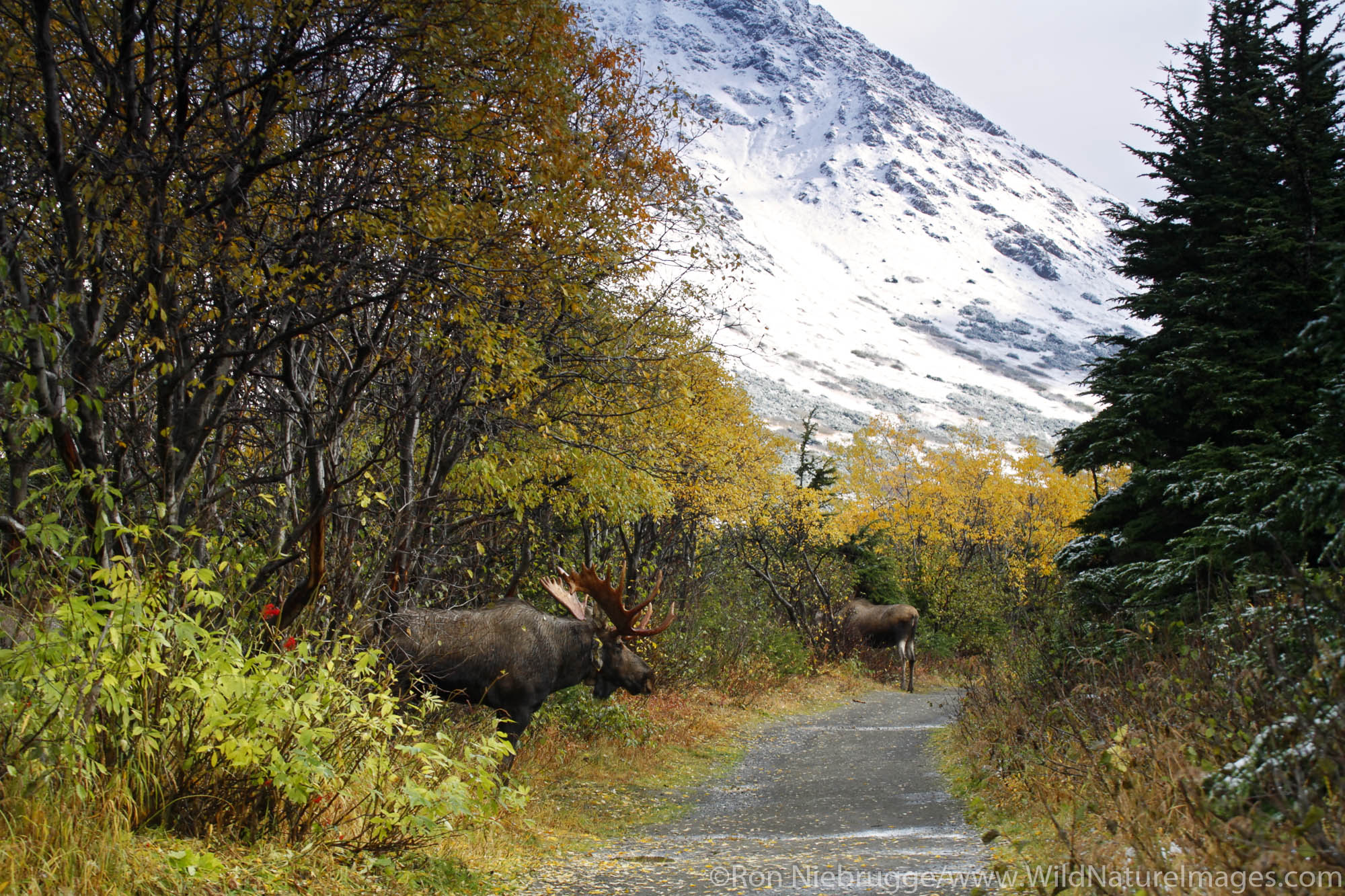A Bull Moose pursues a cow during the fall rut in the Chugach Mountains, Chugach State Park, Anchorage, Alaska.