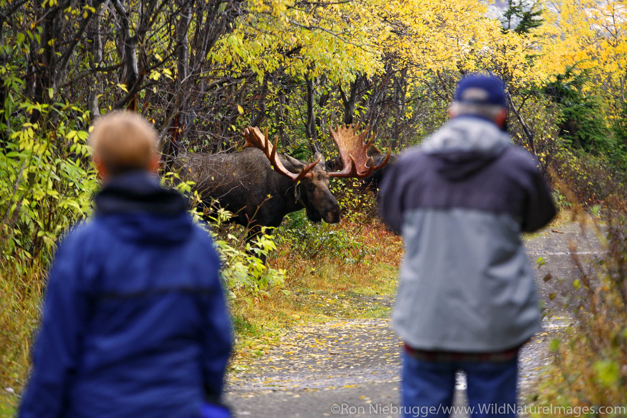 Visitors watch a bull Moose pursues a cow during the fall rut in the Chugach Mountains, Chugach State Park, Anchorage, Alaska...