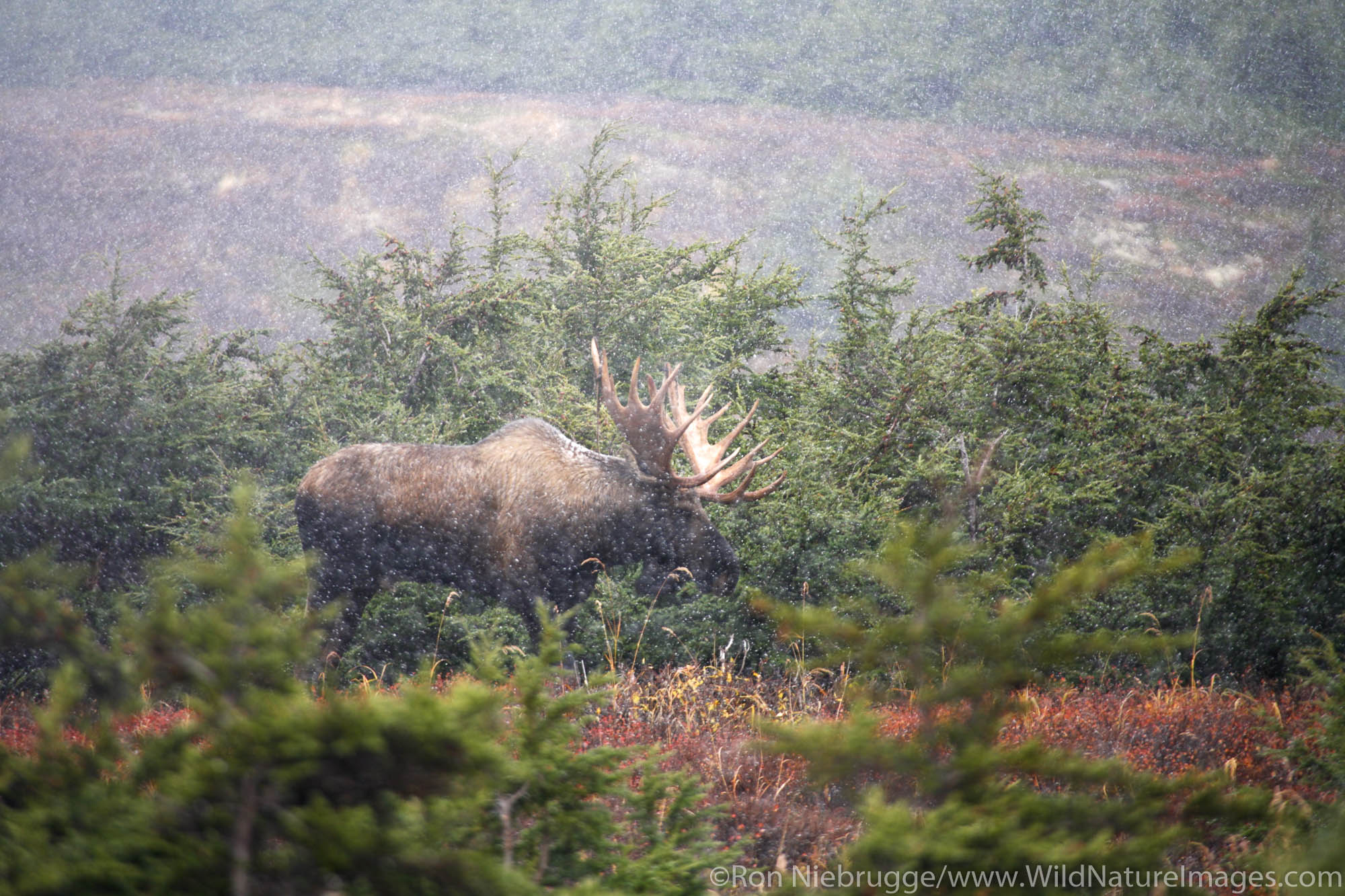 Bull Moose during a snow storm in Chugach Mountains Chugach State Park Alaska.