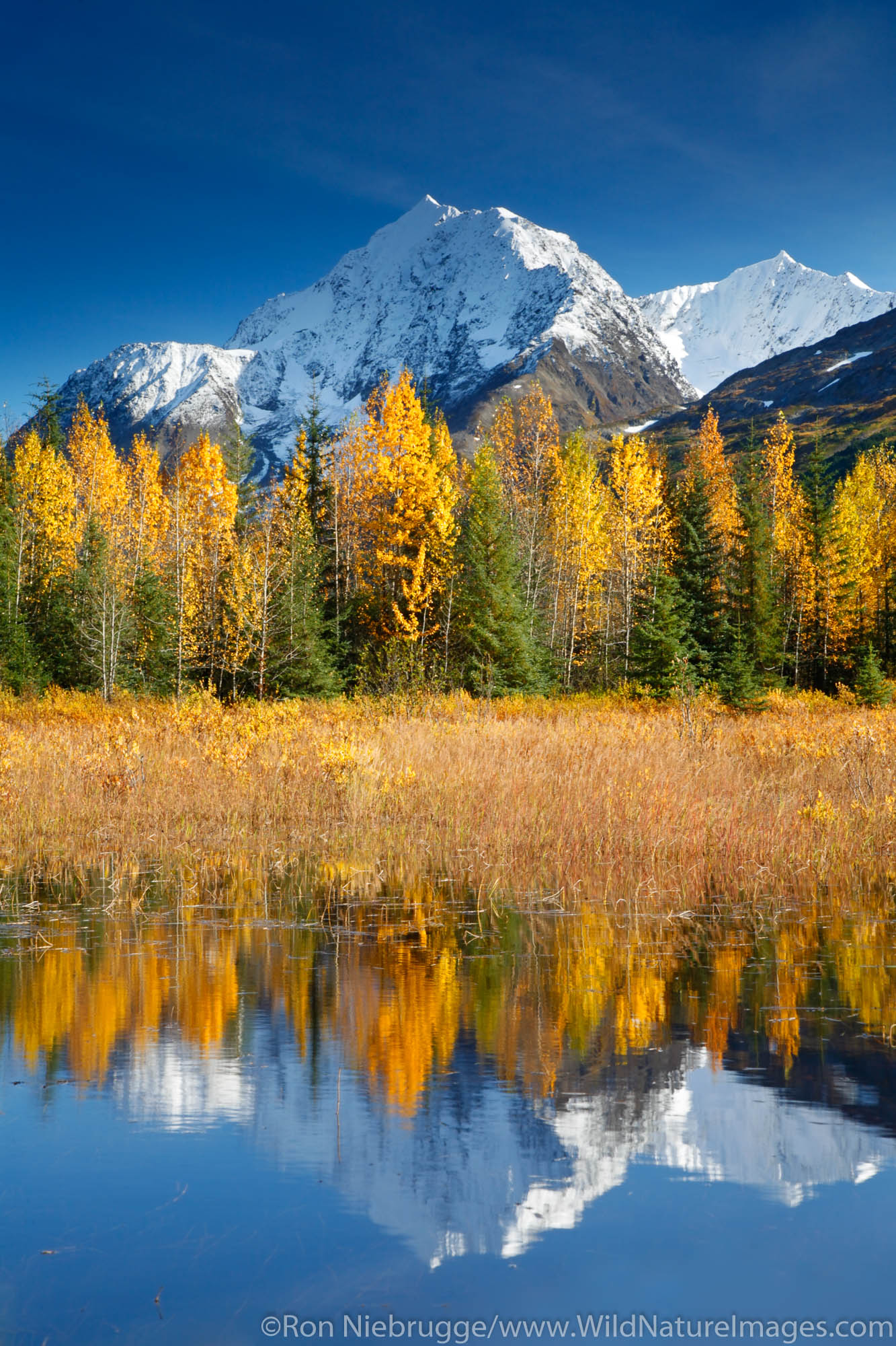 Autumn in Alaska. Kenai Peninsula Chugach National Forest.