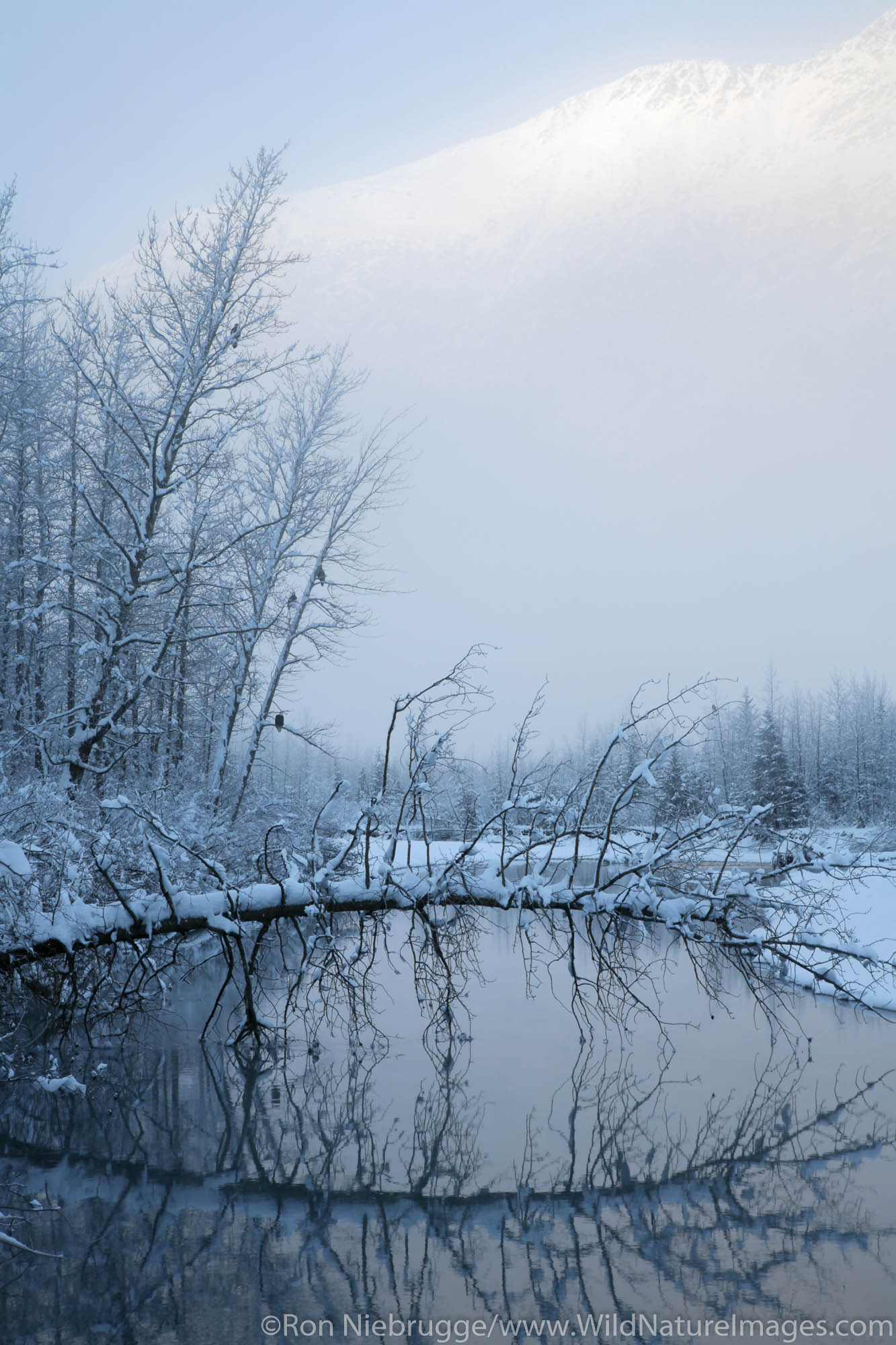 Bald Eagles sitting in trees in Portage Valley in winter, Chugach National Forest, Alaska.