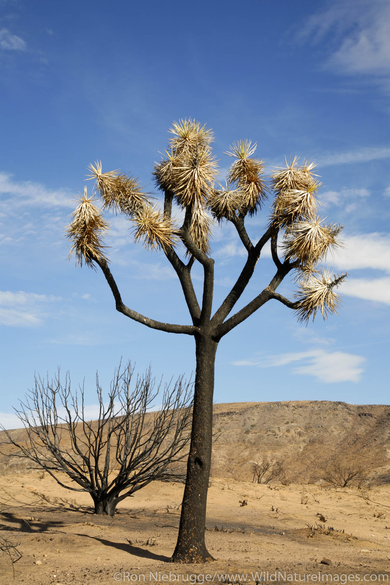 Burnt Joshua Tree near Pioneertown, California.