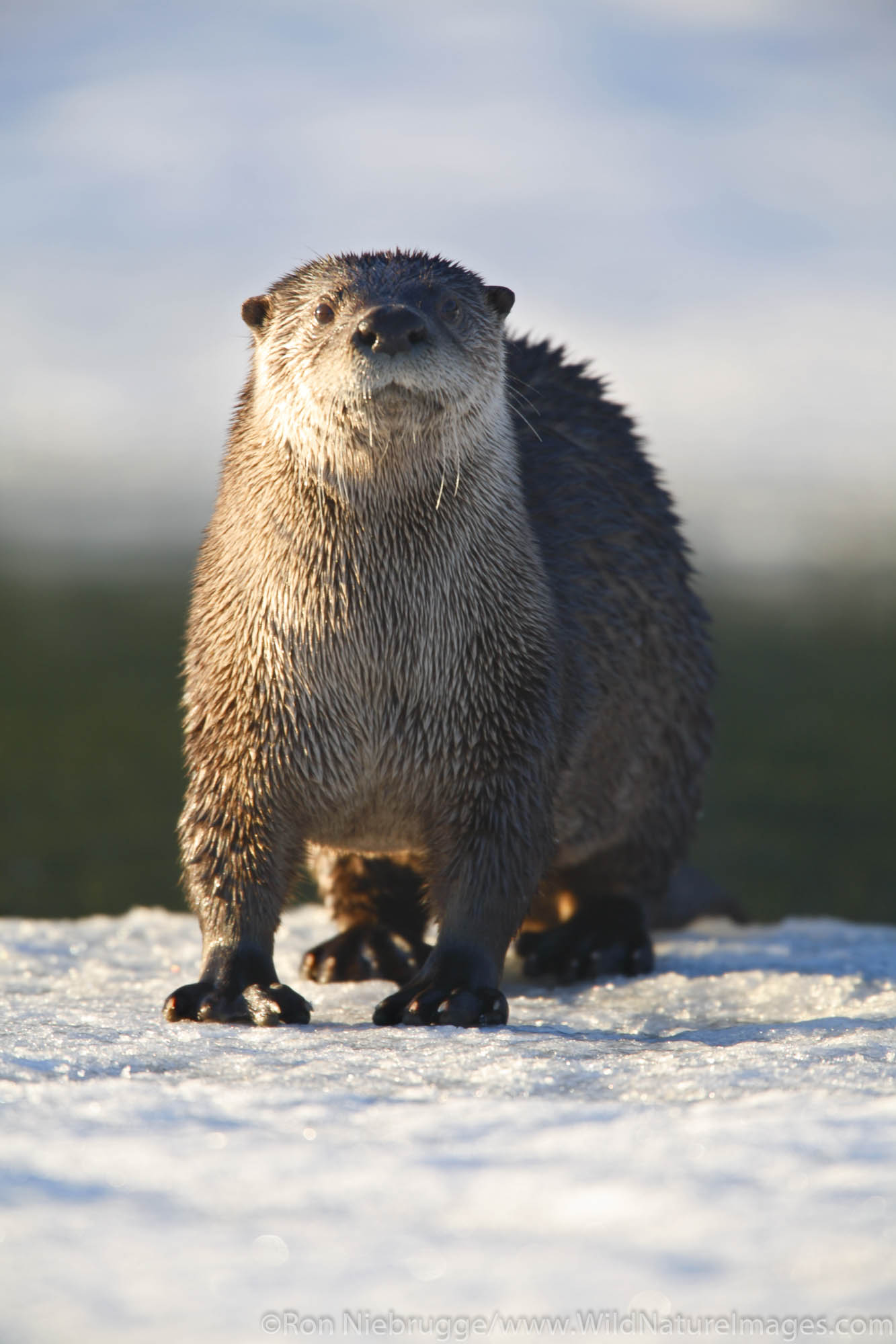 Northen River Otter or Land Otter (Lutra Canadensis), Seward, Alaska.