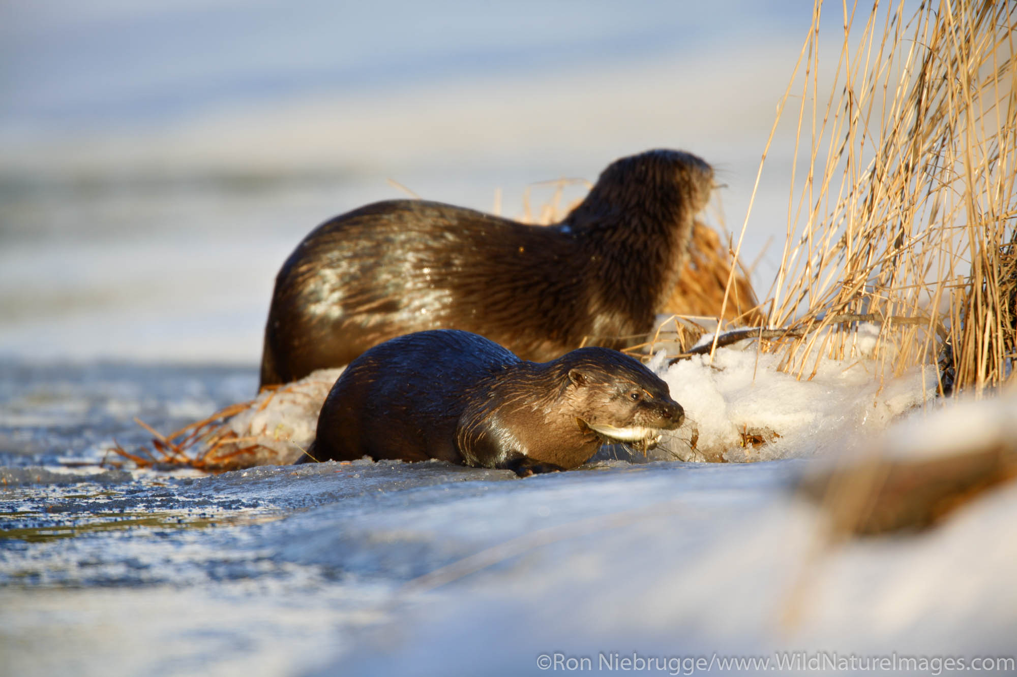 Northen River Otter or Land Otter (Lutra Canadensis), Seward, Alaska.