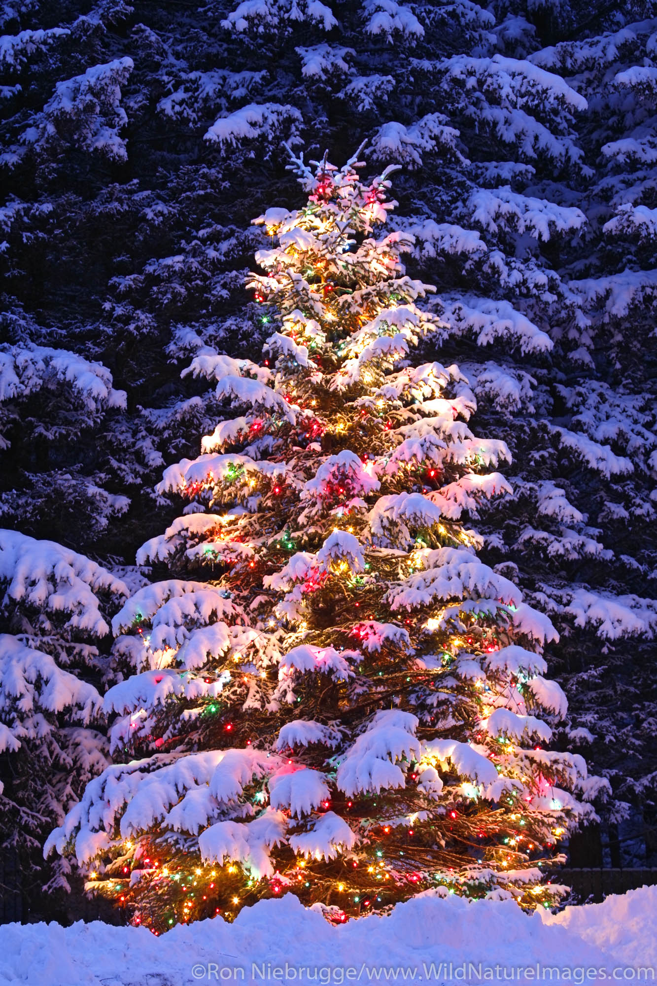 A Christmas tree outdoors in Seward, Alaska.