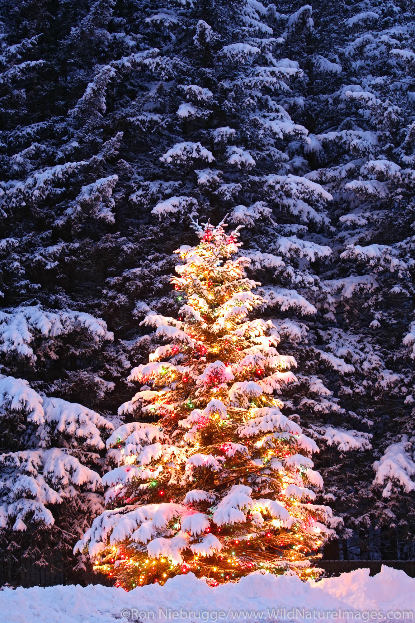 Christmas Tree Photos by Ron Niebrugge