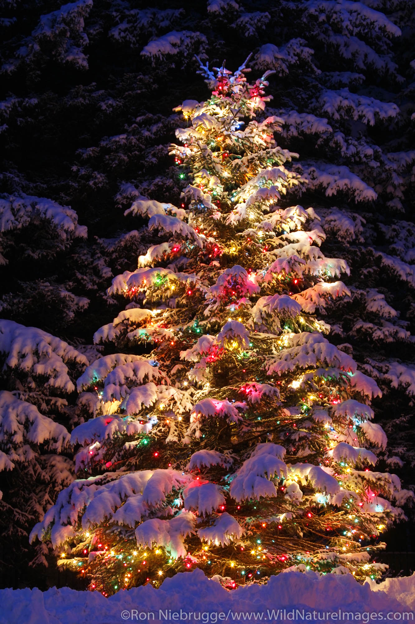 A Christmas tree outdoors in Seward, Alaska.