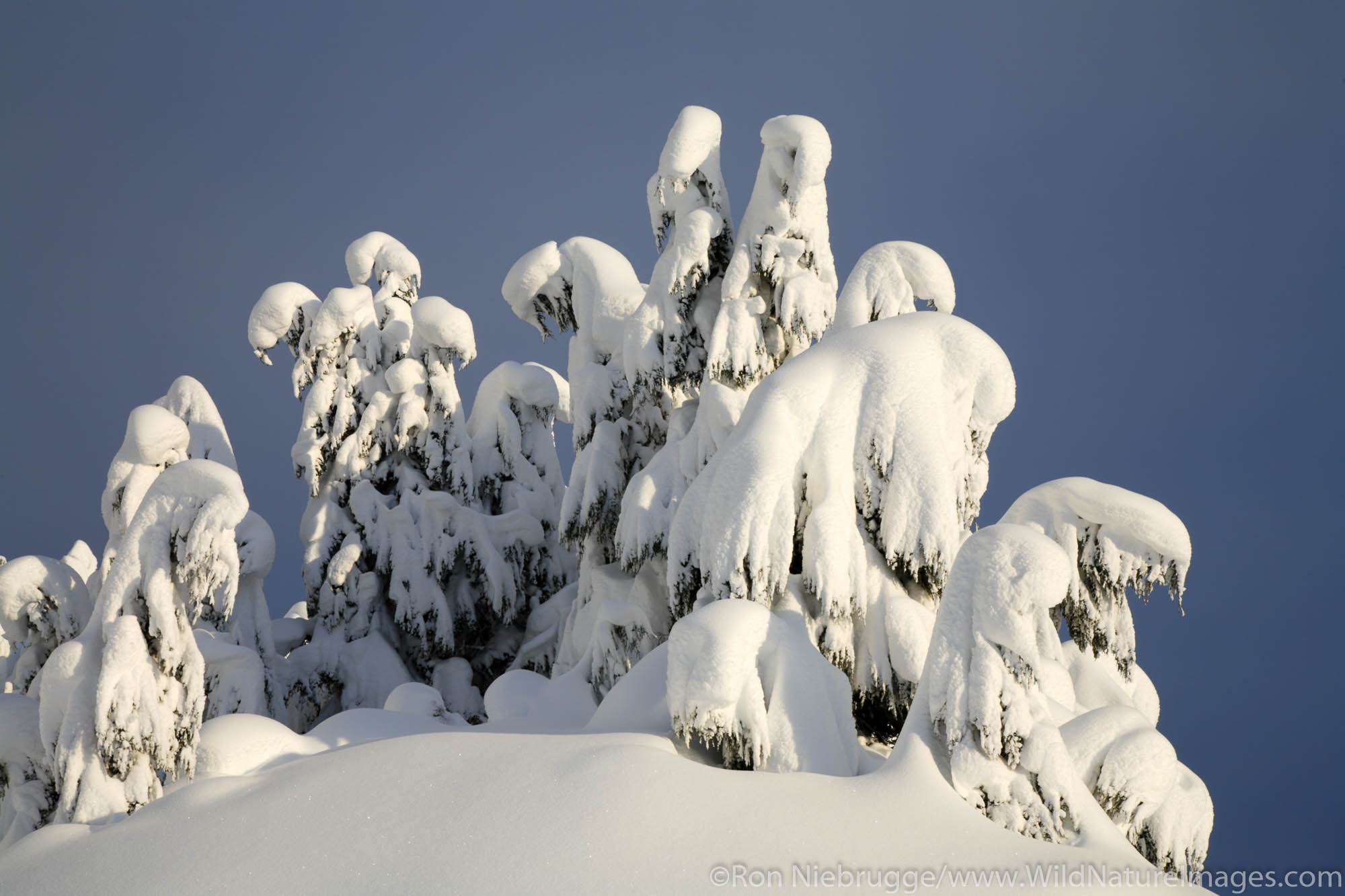 Winter in Turnagain Pass, Chugach National Forest, Alaska.