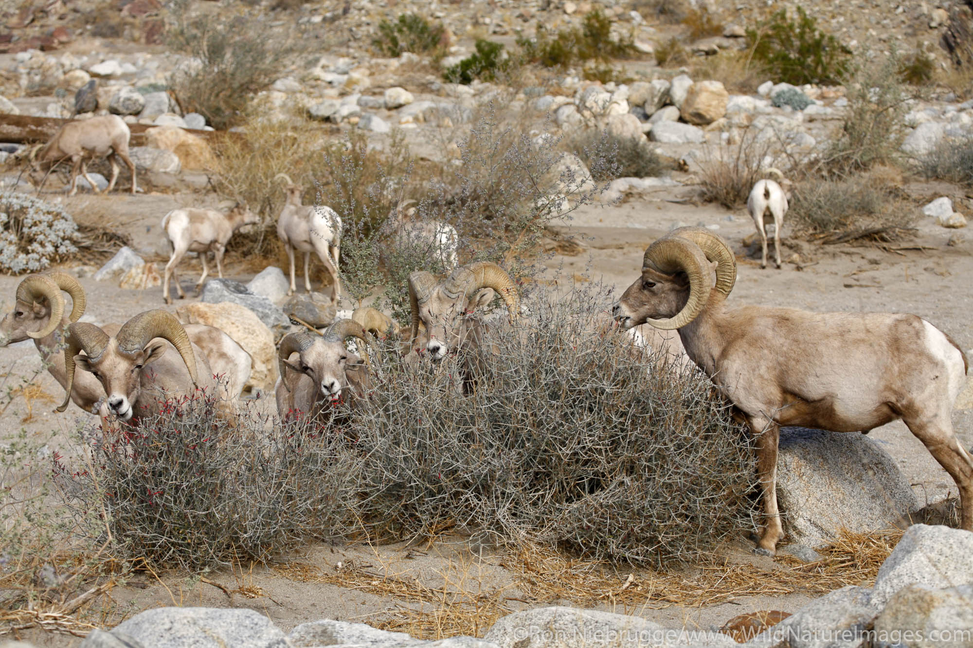 Peninsular Bighorn Sheep (Ovis canadensis cremnobates) Anza-Borrego Desert State Park, California.
