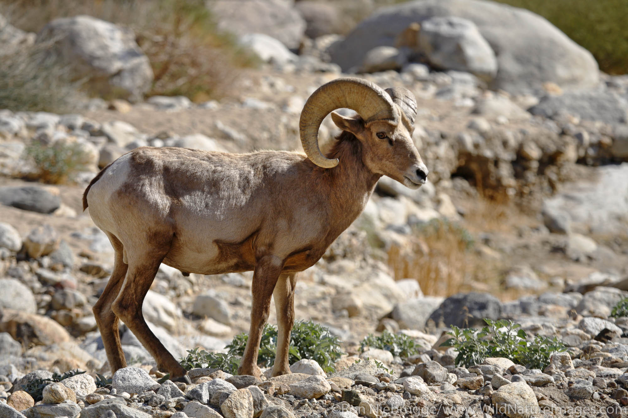 Peninsular Bighorn Sheep (Ovis canadensis cremnobates) Anza-Borrego Desert State Park, California.