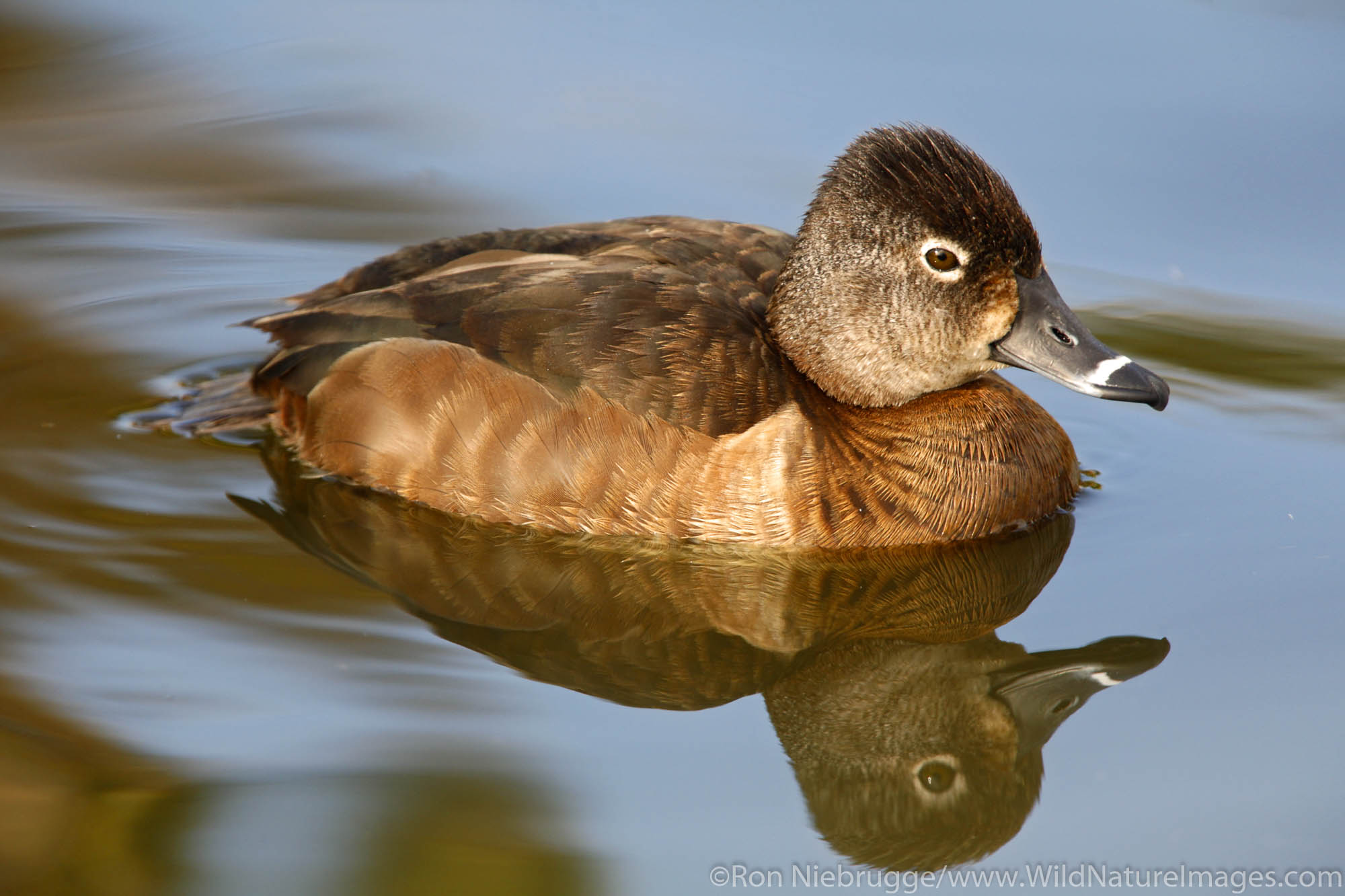 Ring-necked Duck, Santee Lakes, Santee Lakes Recreation Preserve, Santee, California.