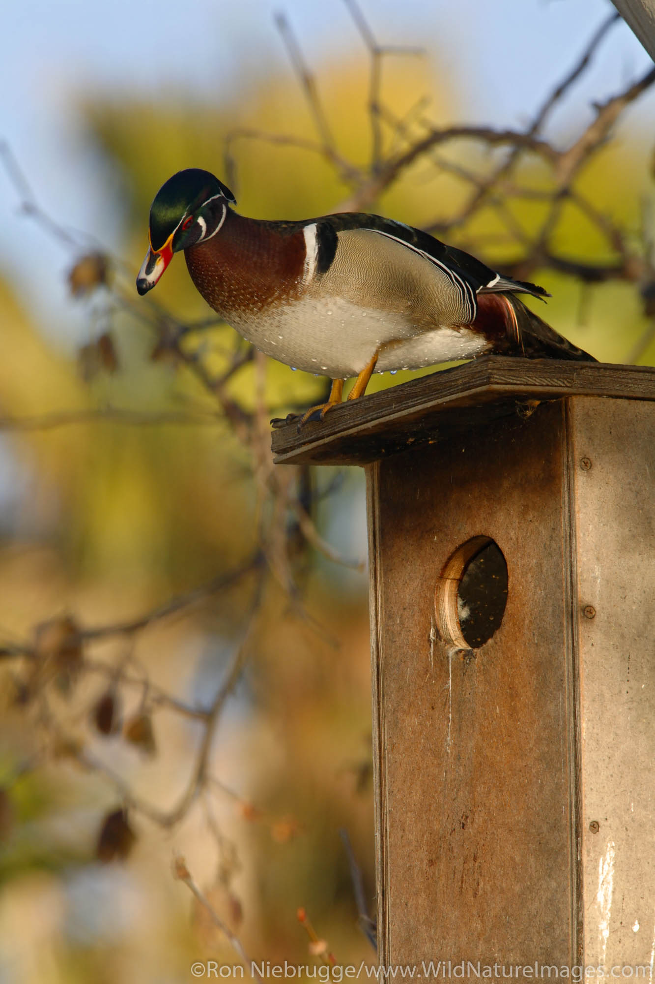 Wood Duck on a nest box, Santee Lakes, Santee Lakes Recreation Preserve, Santee, California.