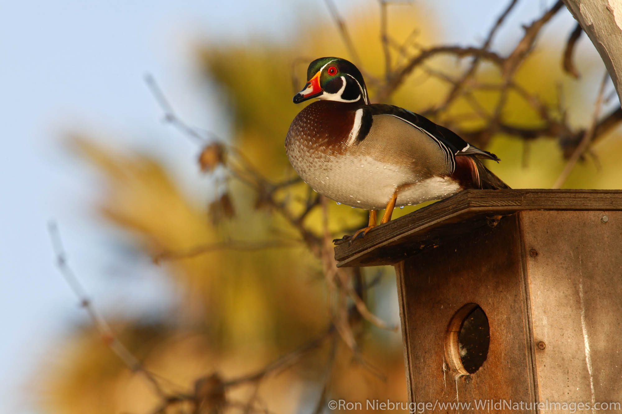 Wood Duck on a nest box, Santee Lakes, Santee Lakes Recreation Preserve, Santee, California.