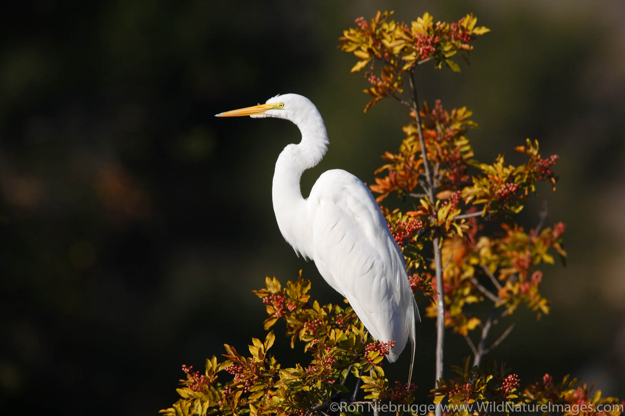 Great Egret, Santee Lakes, Santee Lakes Recreation Preserve, Santee, California.