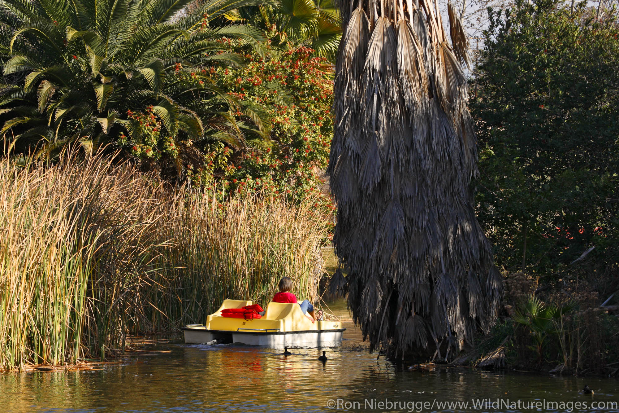 A visitor enjoys a pedal boat ride around Santee Lakes, Santee Lakes Recreation Preserve, Santee, California.