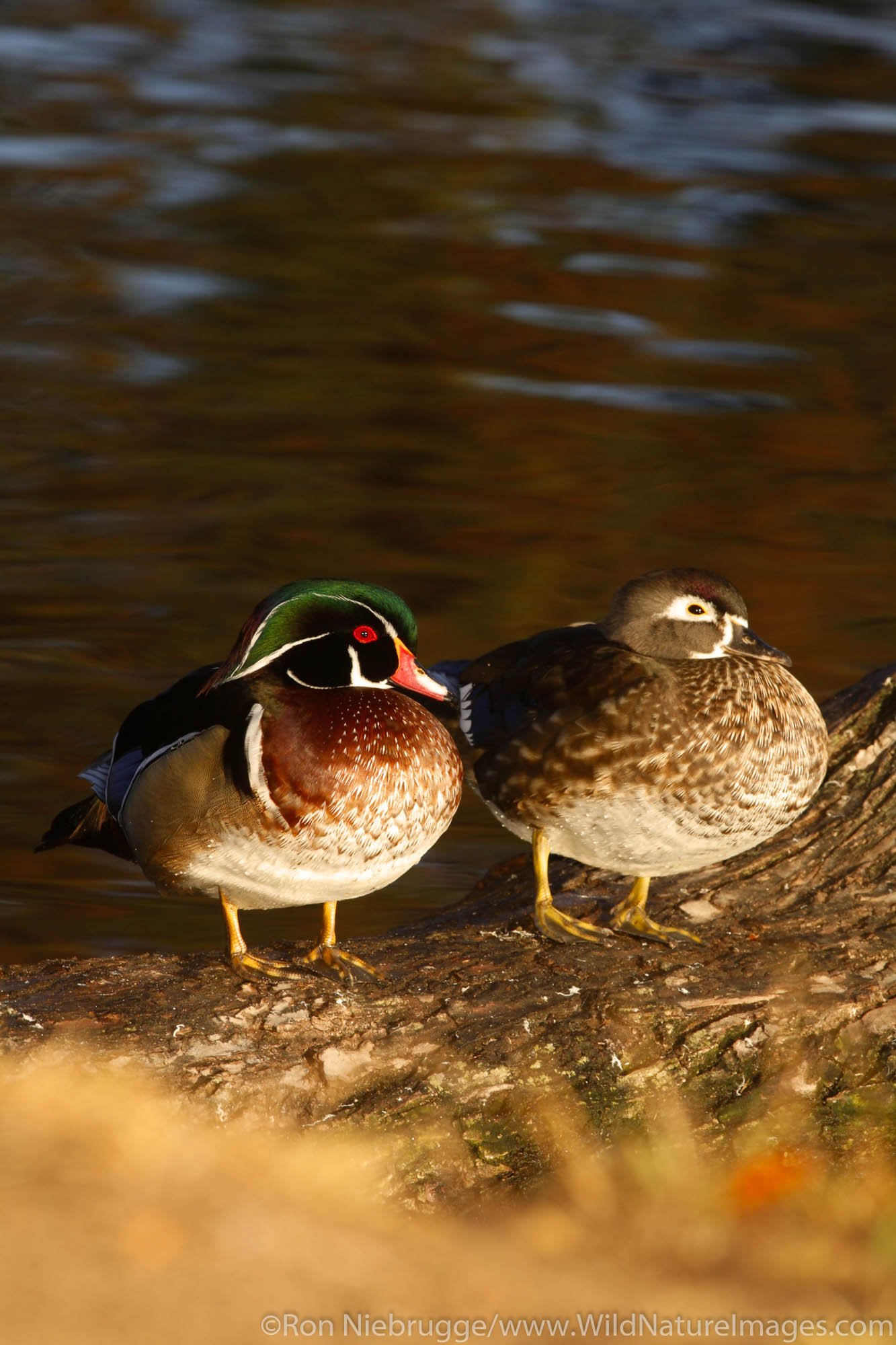 Pair of Wood Ducks, Santee Lakes, Santee Lakes Recreation Preserve, Santee, California.