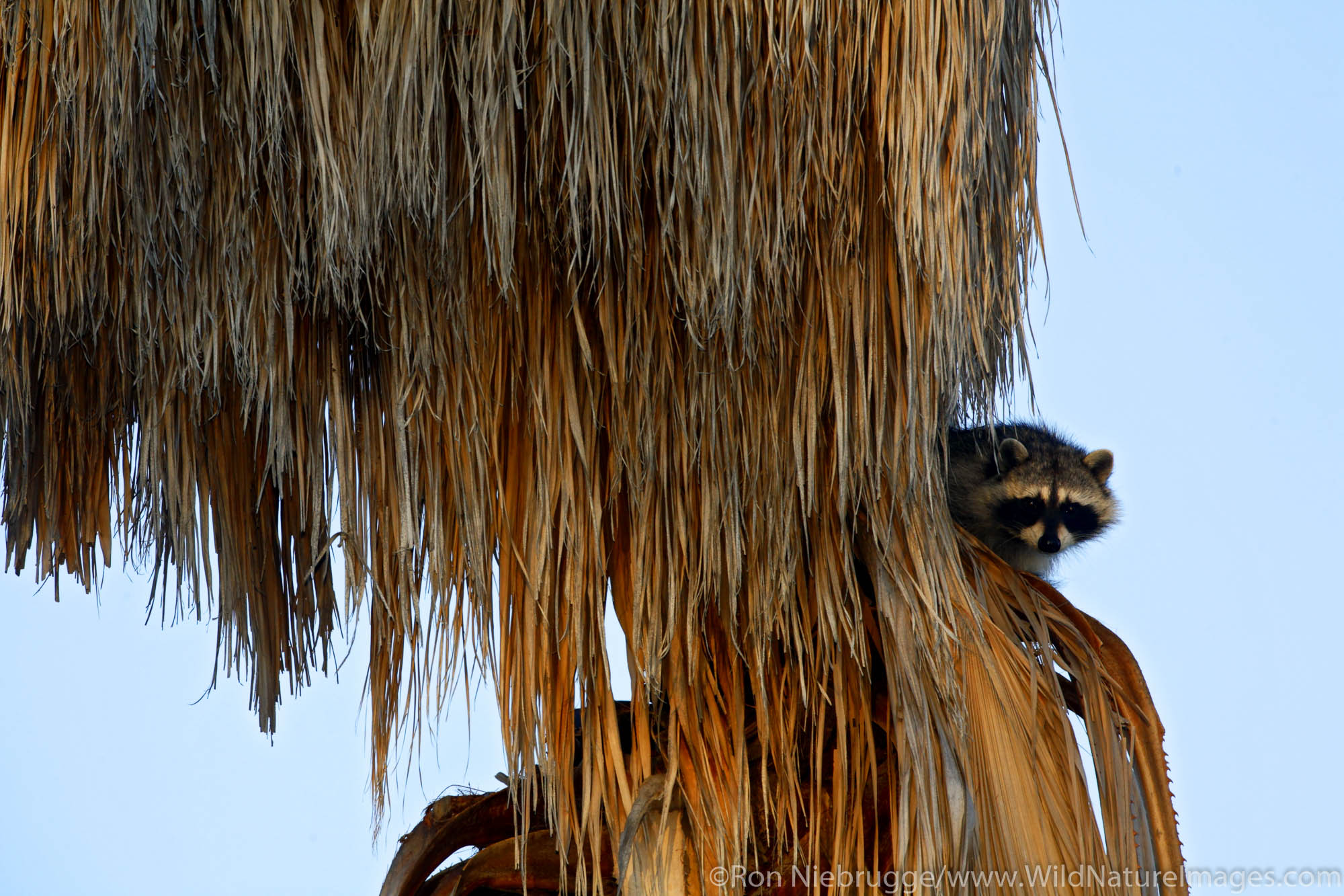 Racoon, Santee Lakes, Santee Lakes Recreation Area, Santee, California