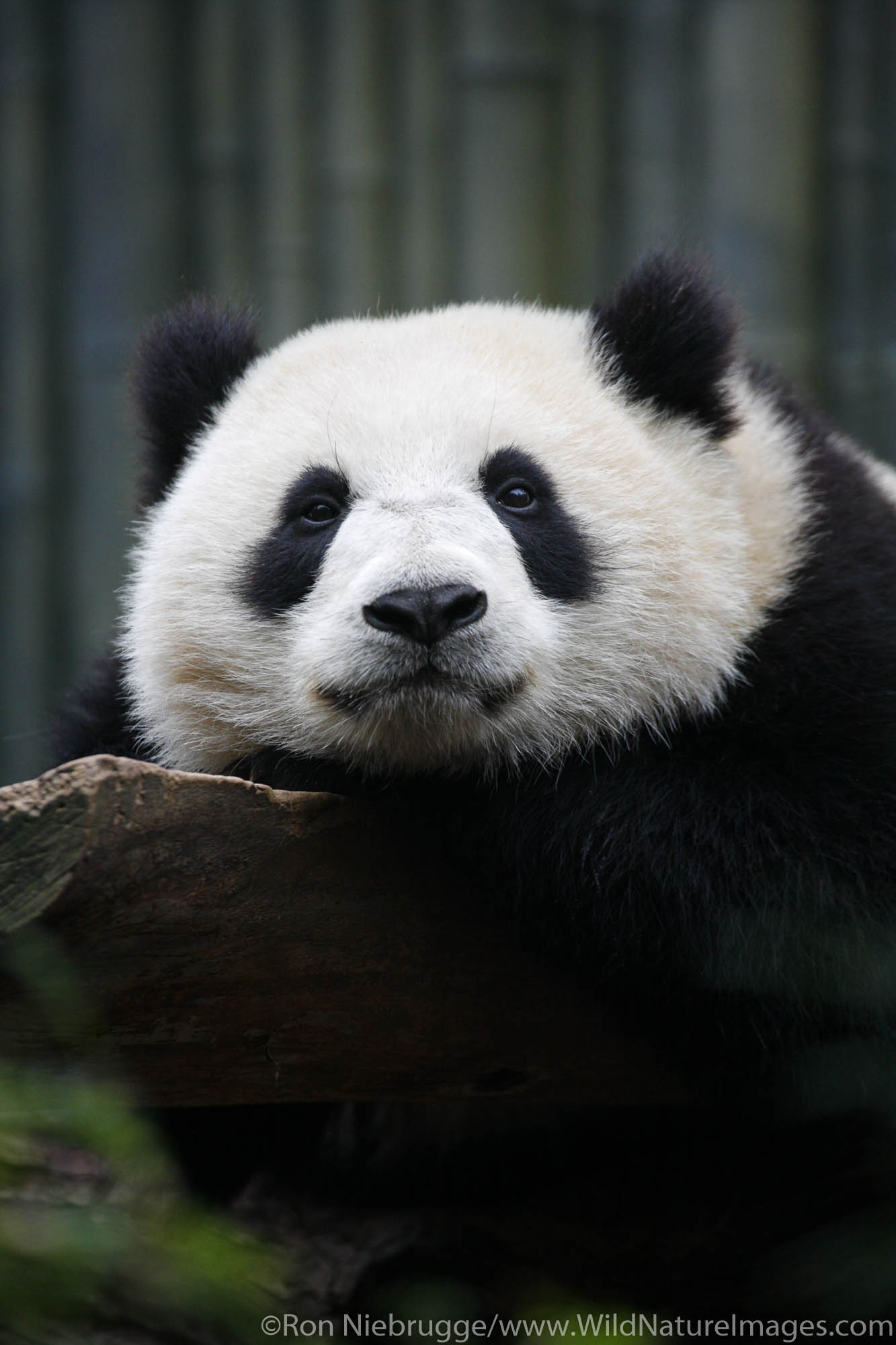 Giant Panda at the Giant Panda Research Station, San Diego Zoo in Balboa Park, San Diego, California.