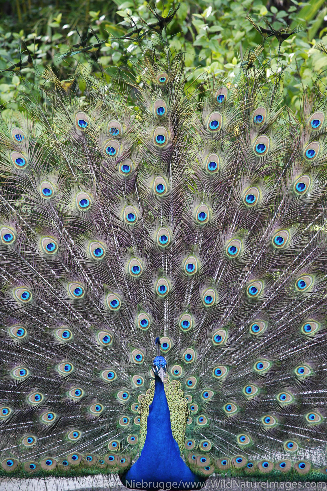 A Peacock at the San Diego Zoo in Balboa Park, San Diego, California.