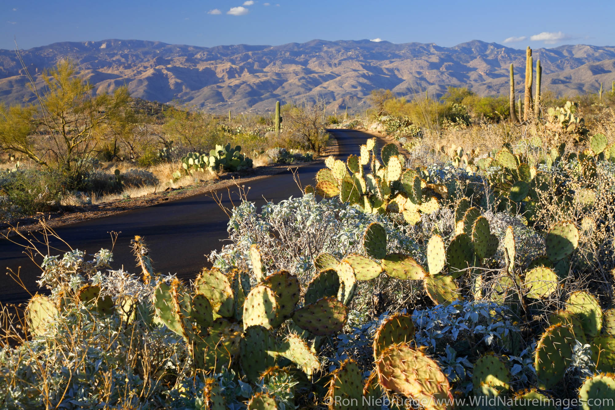 The Cactus Forest Loop Drive, Rincon Mountain District or Saguaro East, Saguaro National Park,Tucson, Arizona.