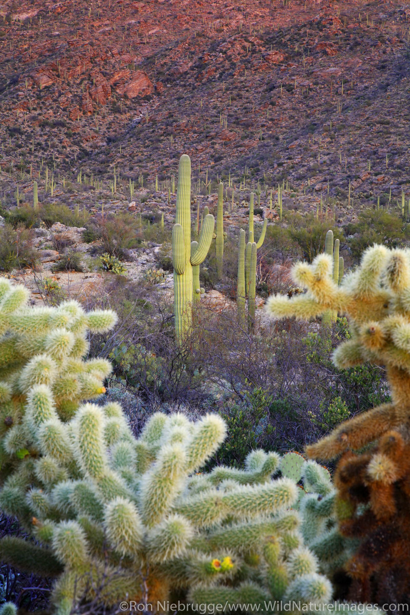 Rincon Mountain District or Saguaro East, Saguaro National Park,Tucson, Arizona.