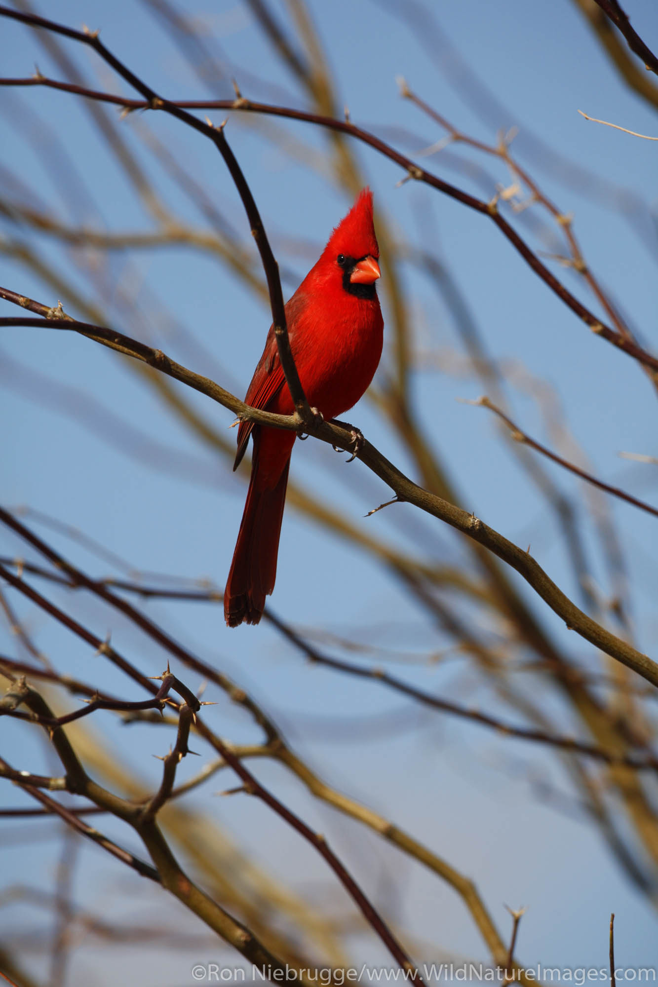 Male Northern Cardinal, Amado, Arizona.