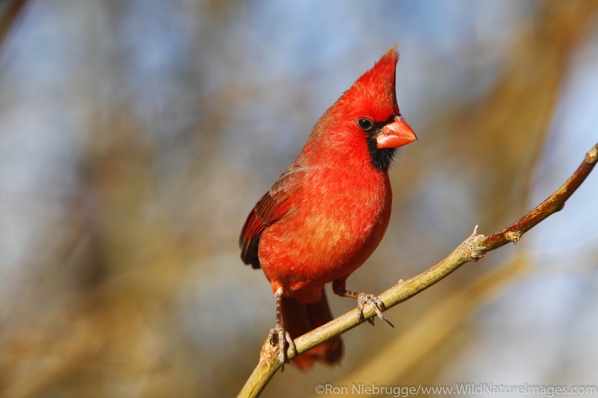 Male Northern Cardinal, Amado, Arizona.