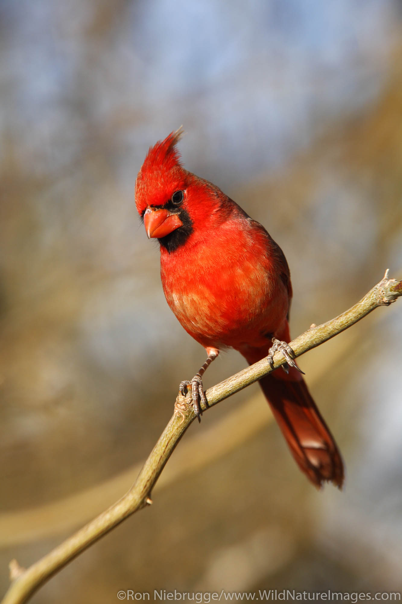 Male Northern Cardinal, Amado, Arizona.