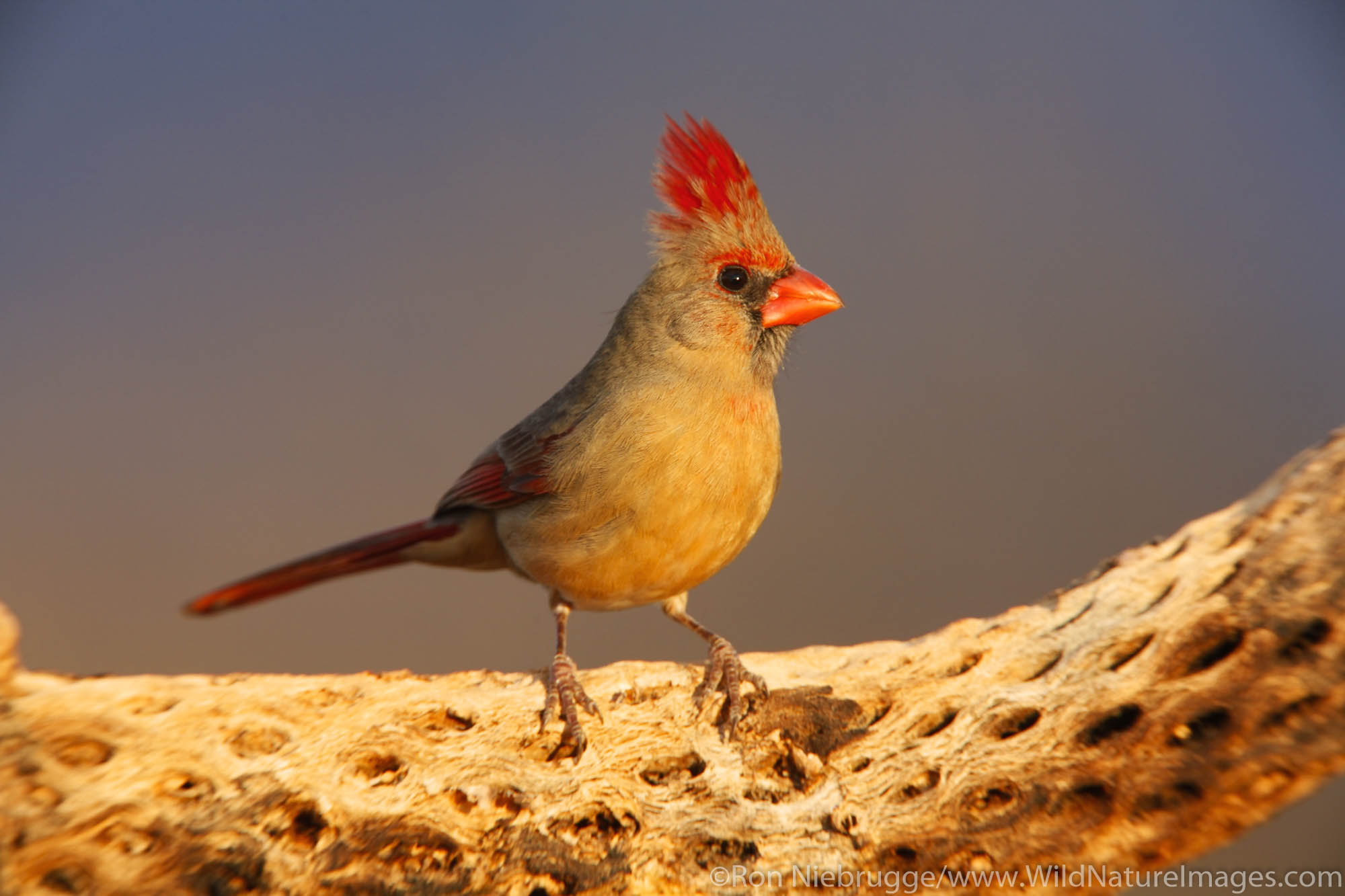 Northern Cardinal, Amado, Arizona.