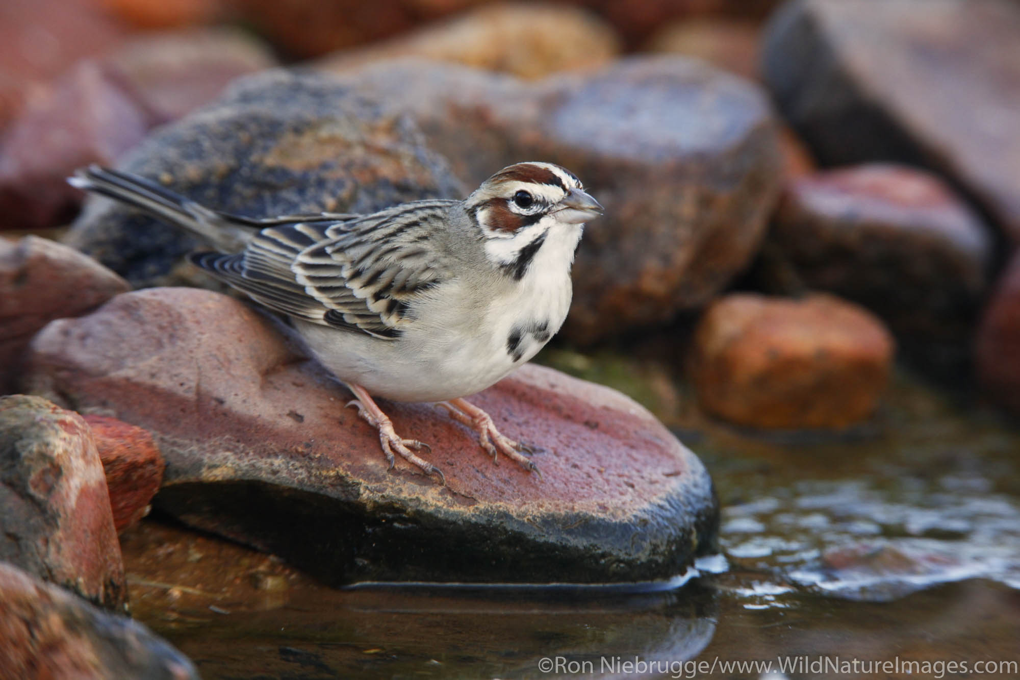 Lark Sparrow, Amado, Arizona.