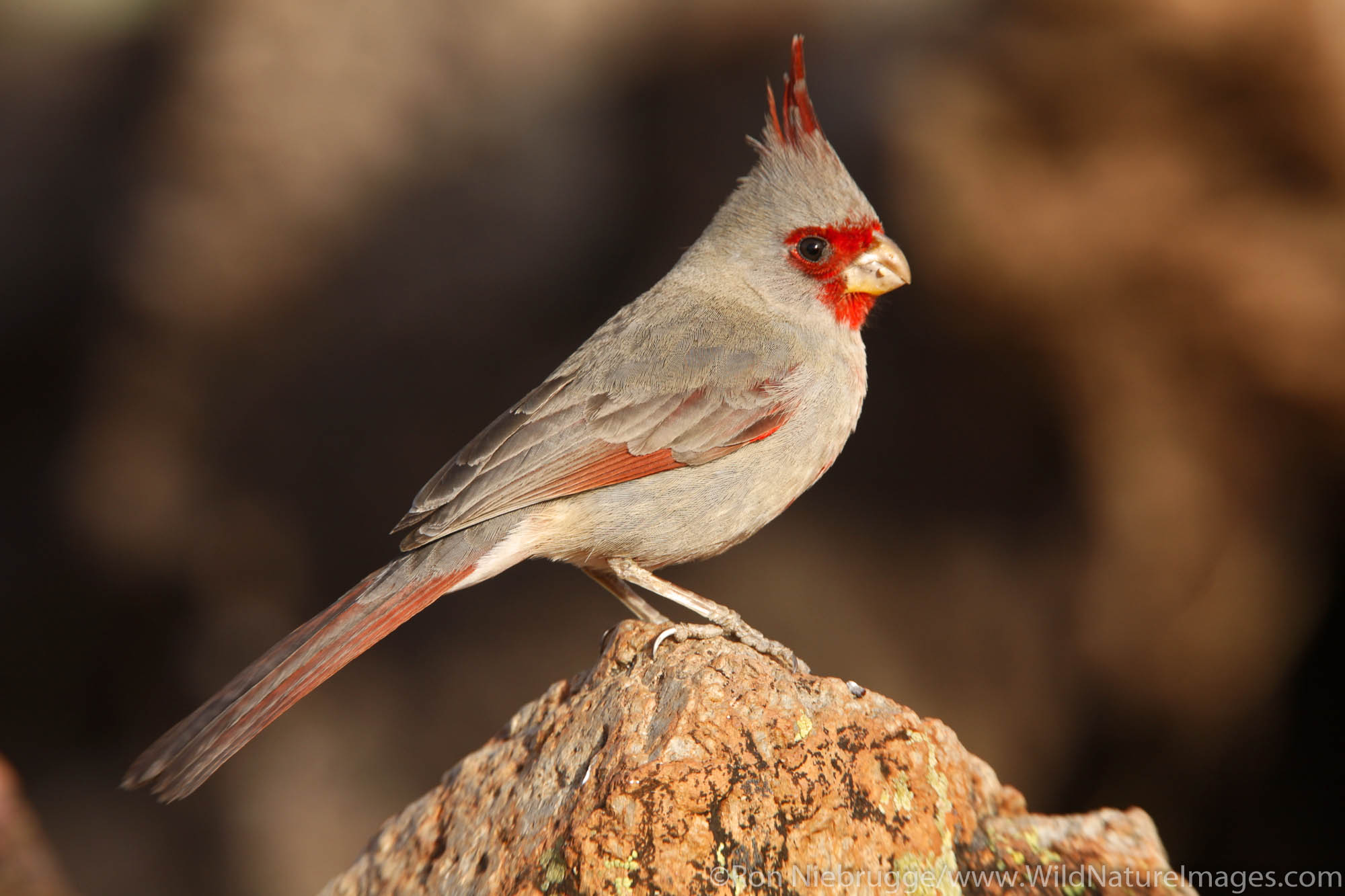 Pyrrhuloxia, Amado, Arizona.