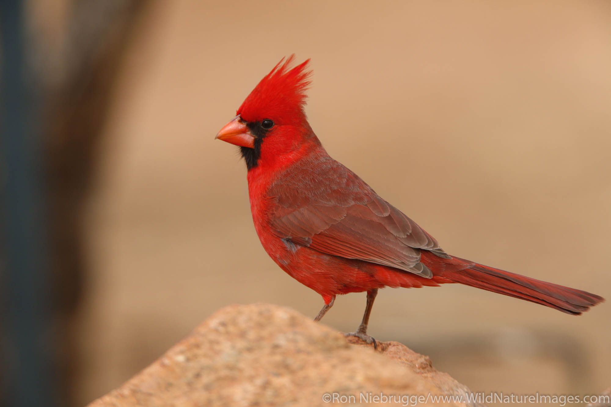 Male Northern Cardinal, Amado, Arizona.