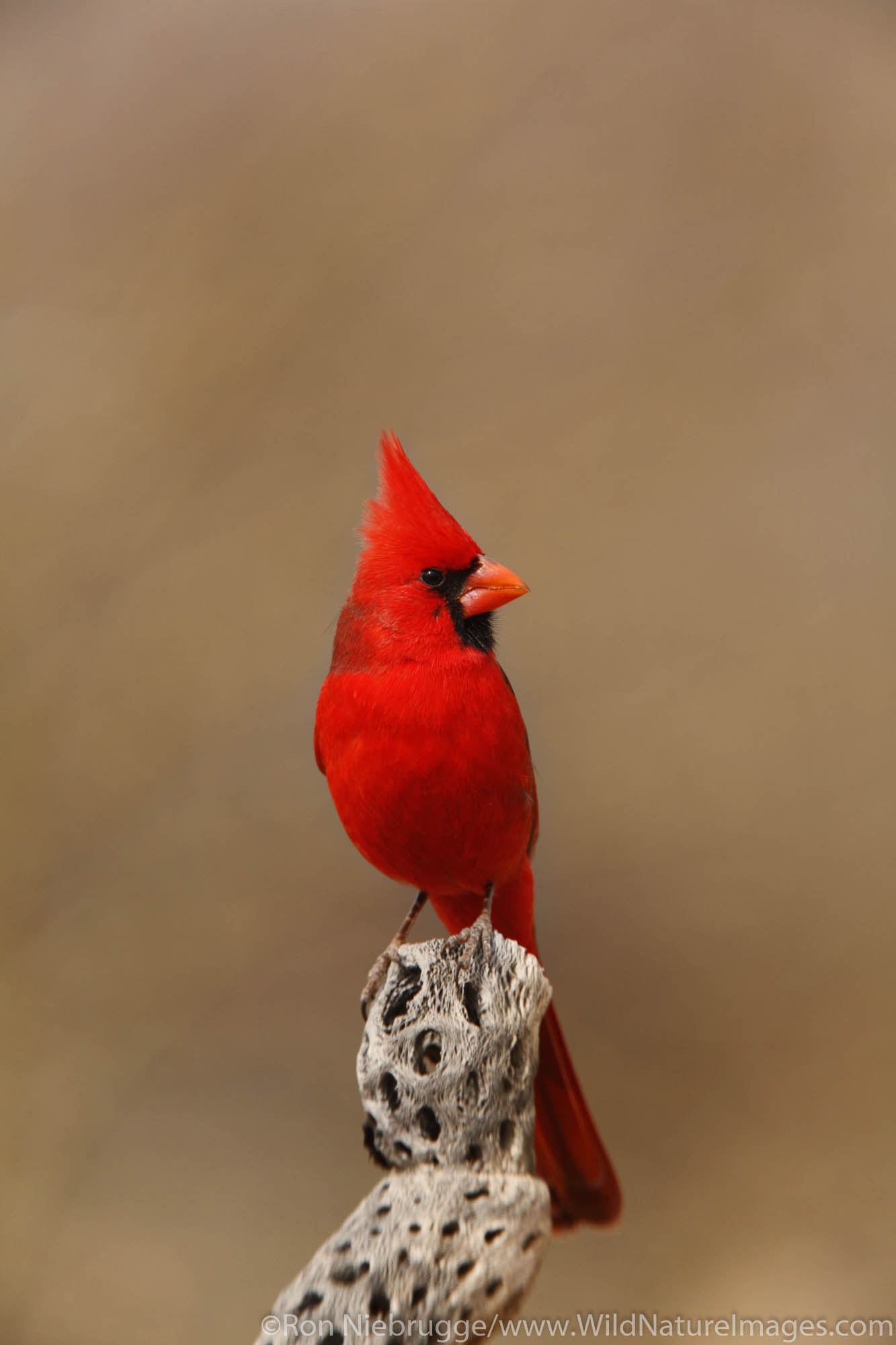 Male Northern Cardinal, Amado, Arizona.