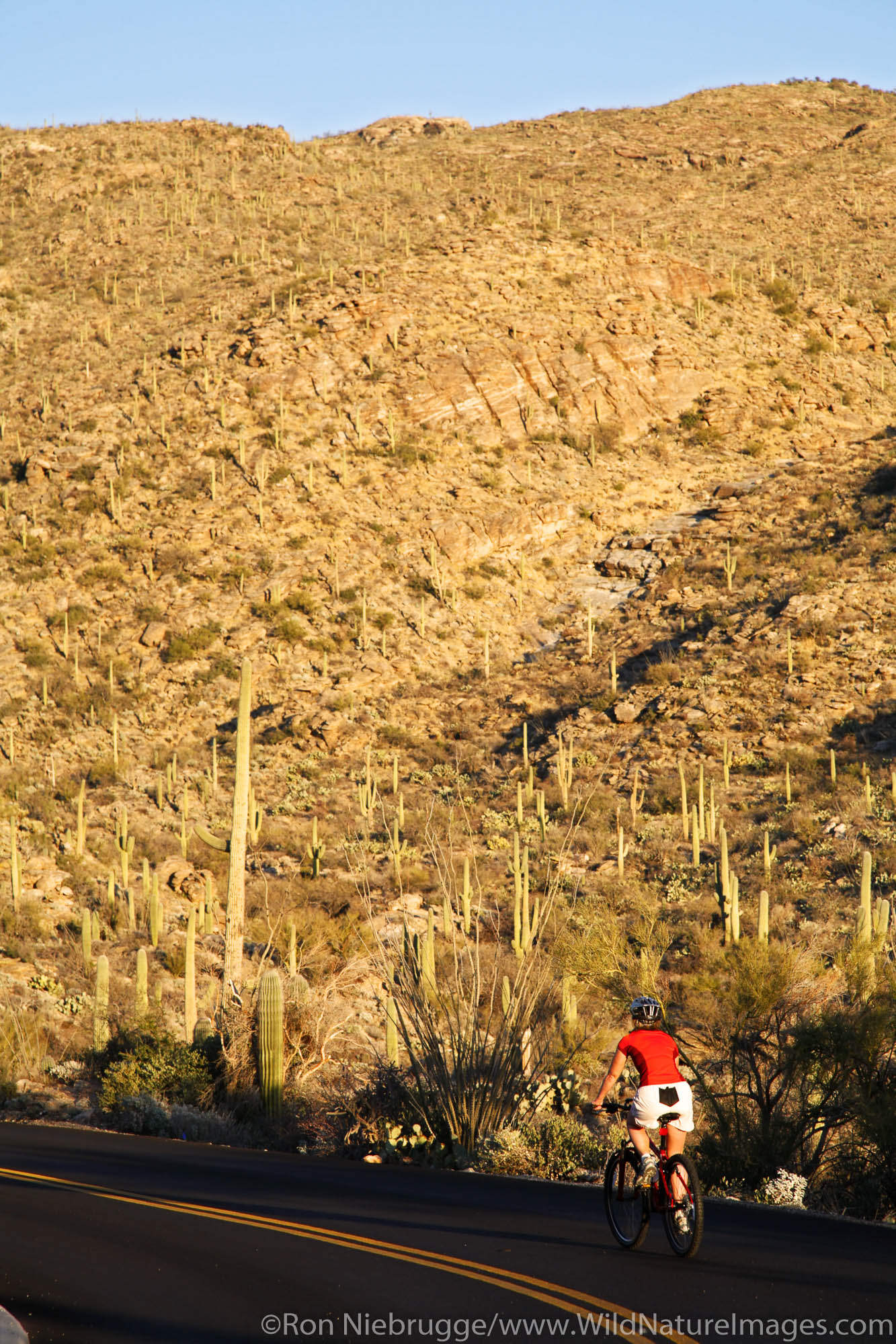 Bike Riding on Cactus Forest Loop Drive, Rincon Mountain District or Saguaro East, Saguaro National Park, Arizona.  (Model Released...