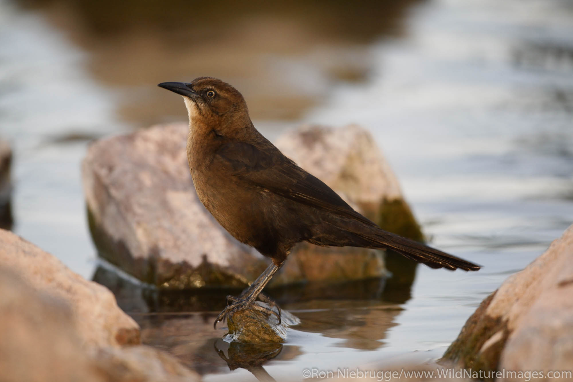 A Bendire's Thrasher (Toxostoma bendirei), Papago Park, Phoenix, Arizona.