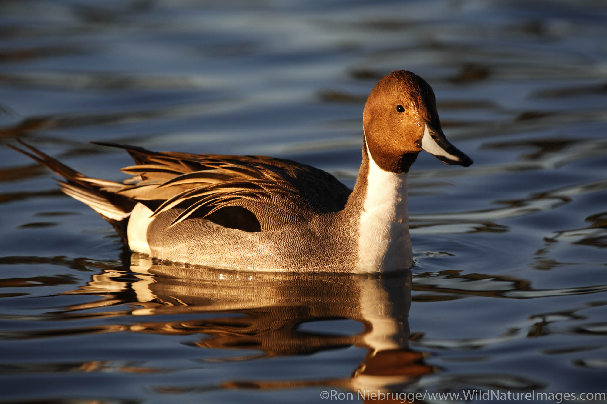 A Northern Pintail (Anas acuta), Papago Park, Phoenix, Arizona.