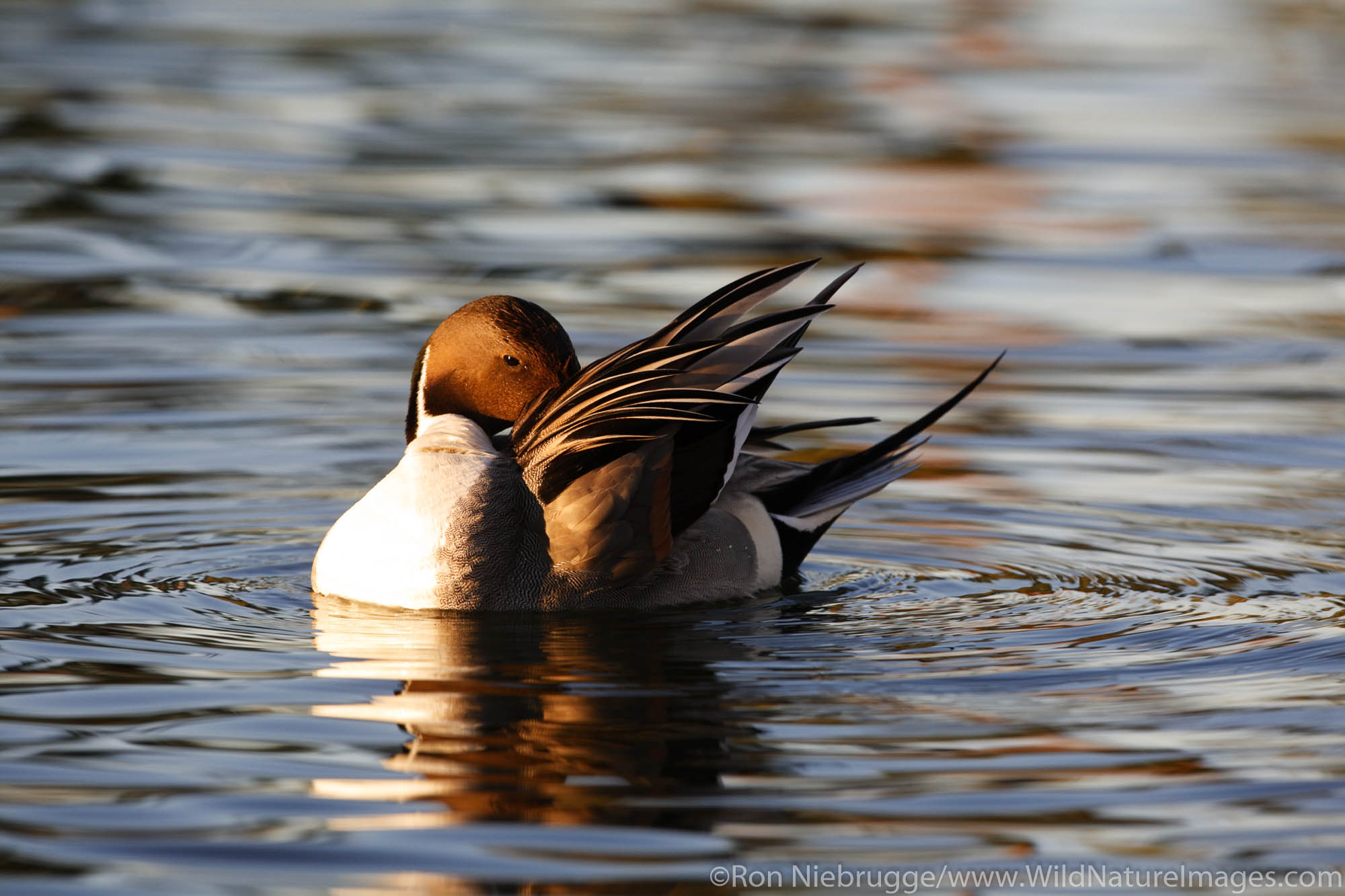 A Northern Pintail (Anas acuta), Papago Park, Phoenix, Arizona.