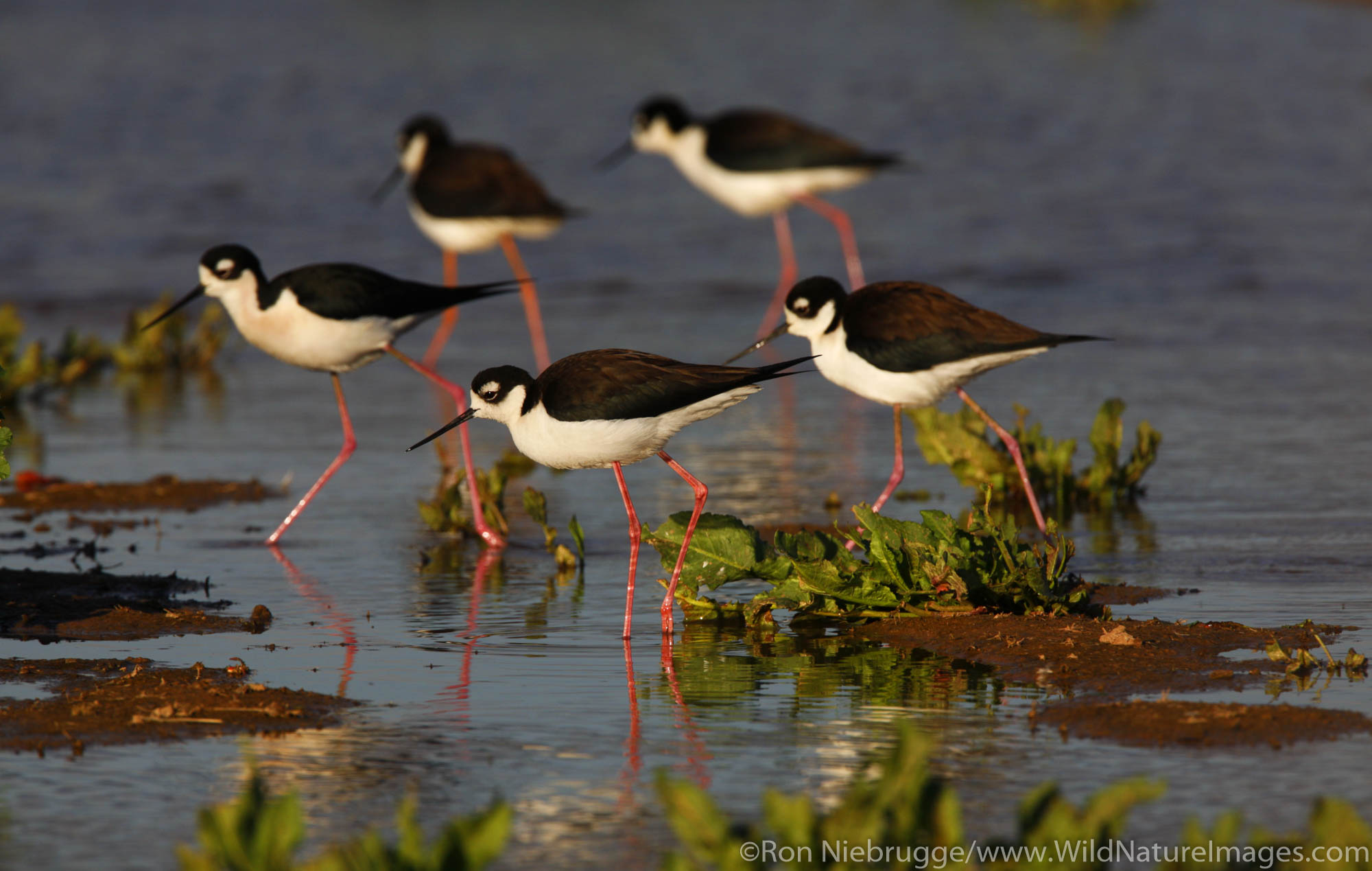 Black-necked Stilt (Himantopus mexicanus) Riparian Preserve at Water Ranch, Gilbert, Arizona.