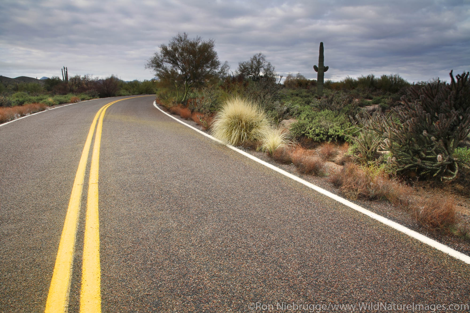 The road in McDowell Mountain Regional Park, East of Phoenix near Fountain Hills, Arizona.