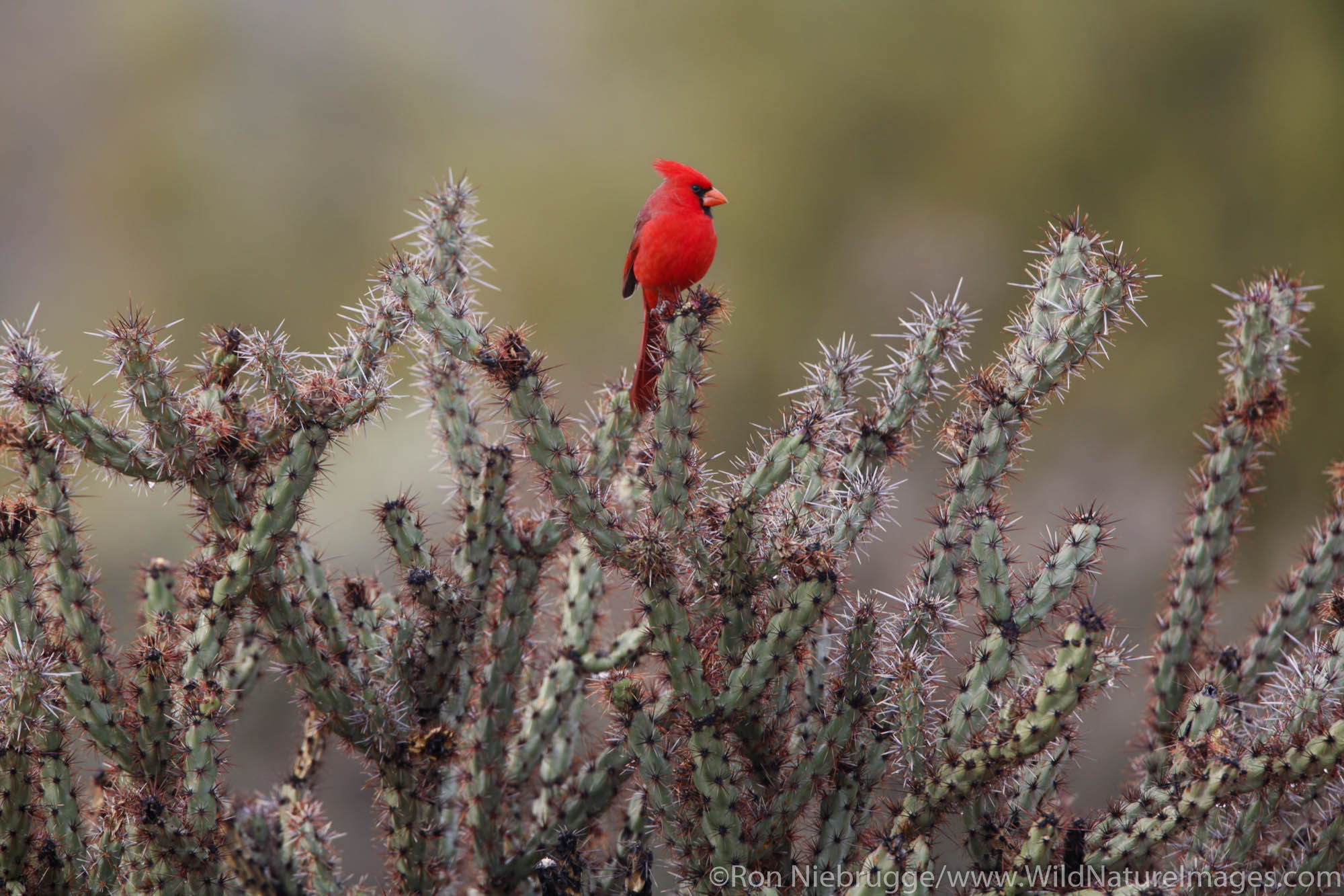 A Northern Cardinal (Cardinalis cardinalis) in McDowell Mountain Regional Park, East of Phoenix near Fountain Hills, Arizona.