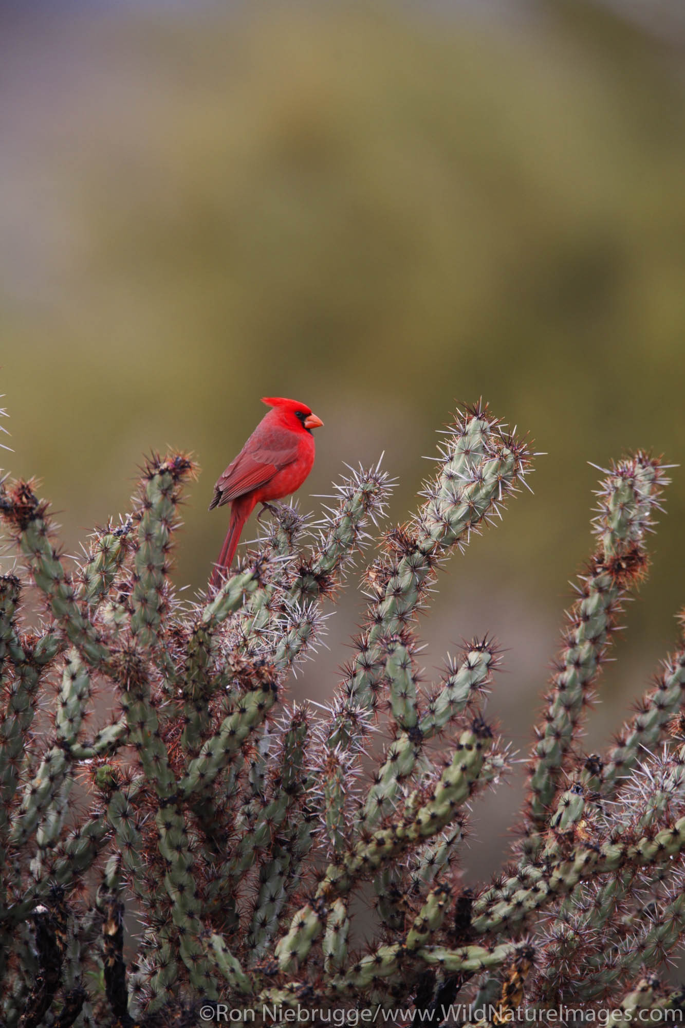 A Northern Cardinal (Cardinalis cardinalis) in McDowell Mountain Regional Park, East of Phoenix near Fountain Hills, Arizona.