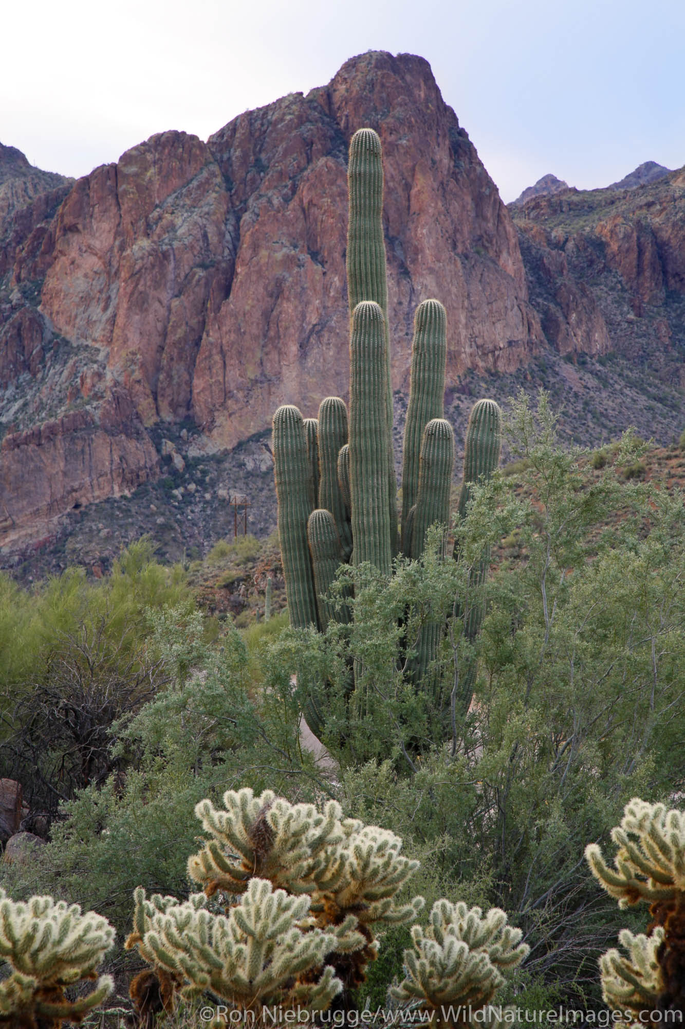 Saguaro Lake area, Tonto National Forest, east of Phoenix, Arizona.