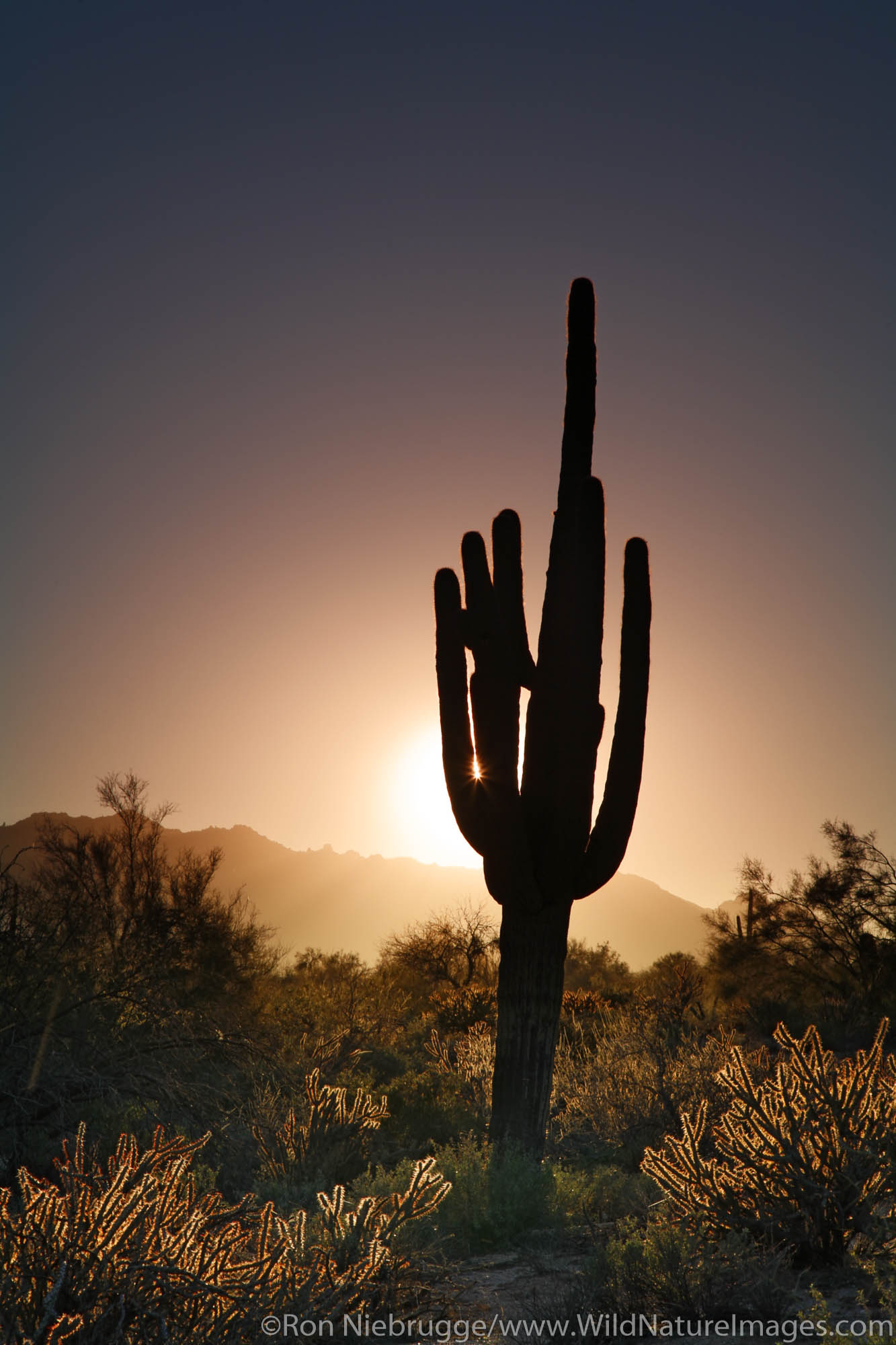 Saguaro Cactus in McDowell Mountain Regional Park, near Fountain Hills, east of Phoenix, Arizona.
