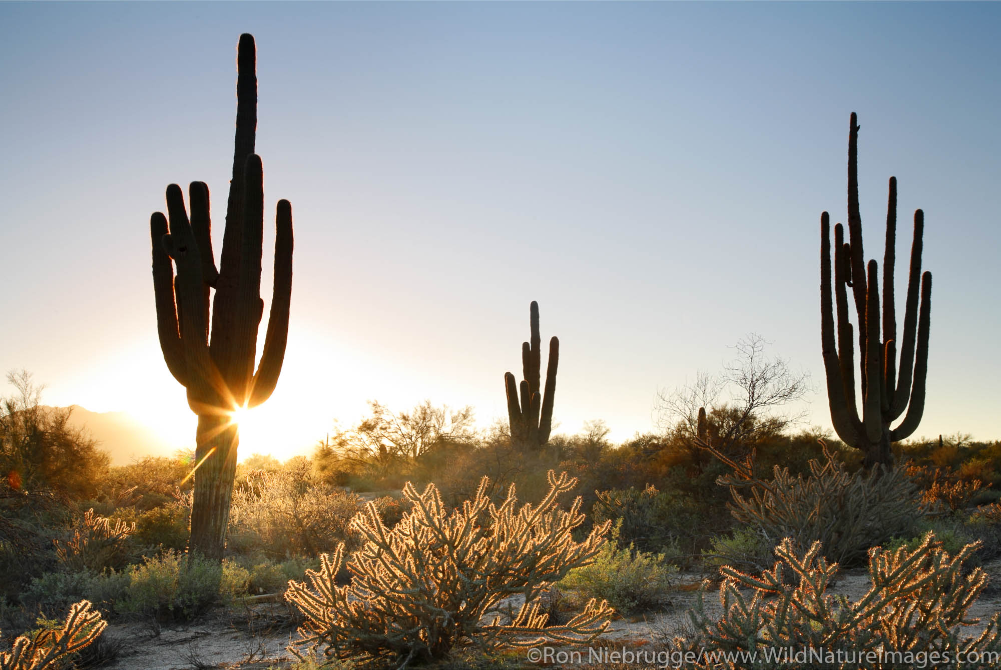 Saguaro Cactus in McDowell Mountain Regional Park, near Fountain Hills, east of Phoenix, Arizona.