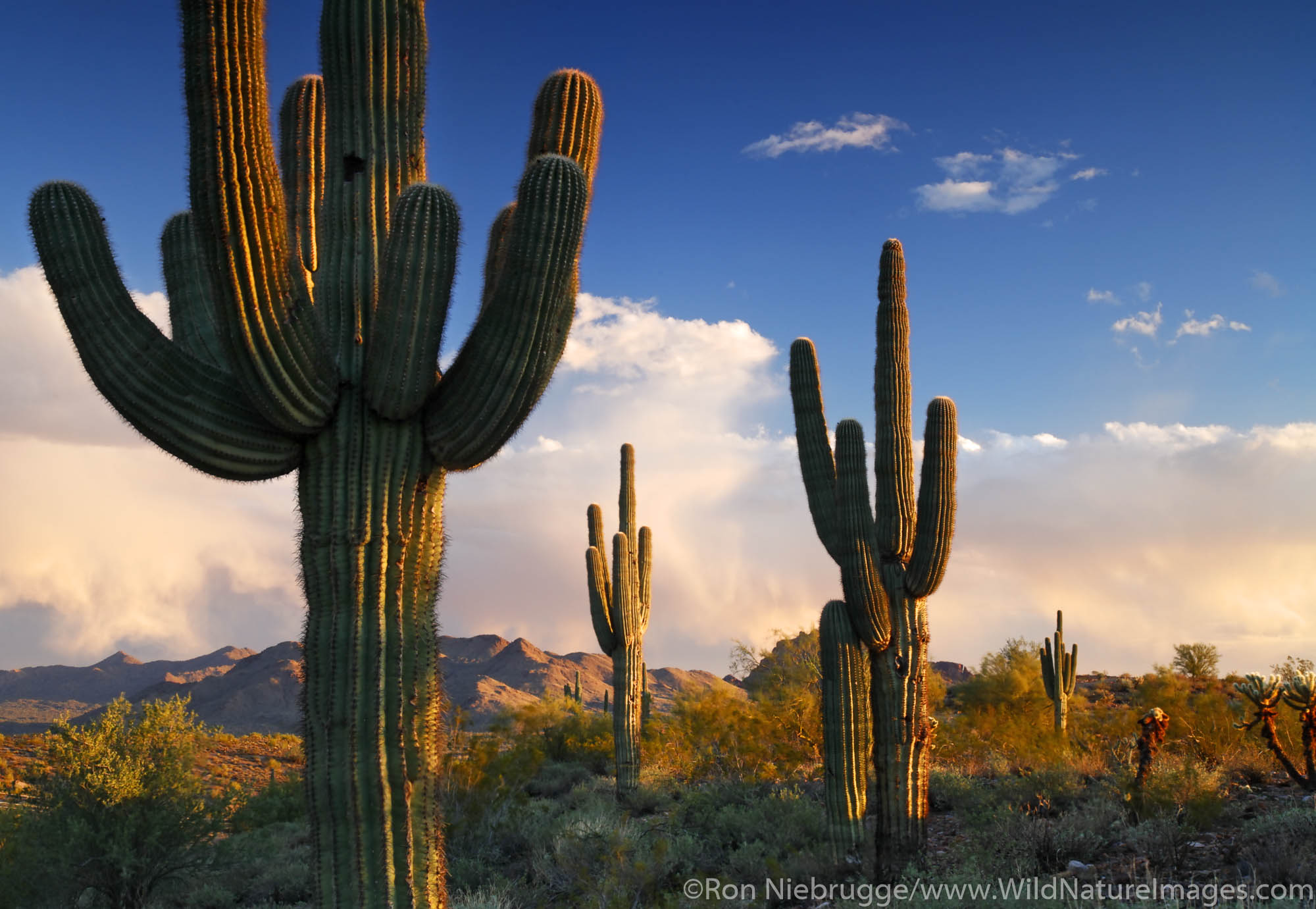 Saguaro Cactus in Fountain Hills, near Phoenix, Arizona.