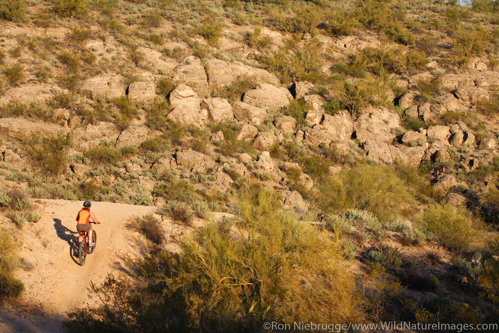 Mountain Biking on the Competive Trails in McDowell Mountain Regional Park, near Fountain Hills, east of Phoenix, Arizona. (model...